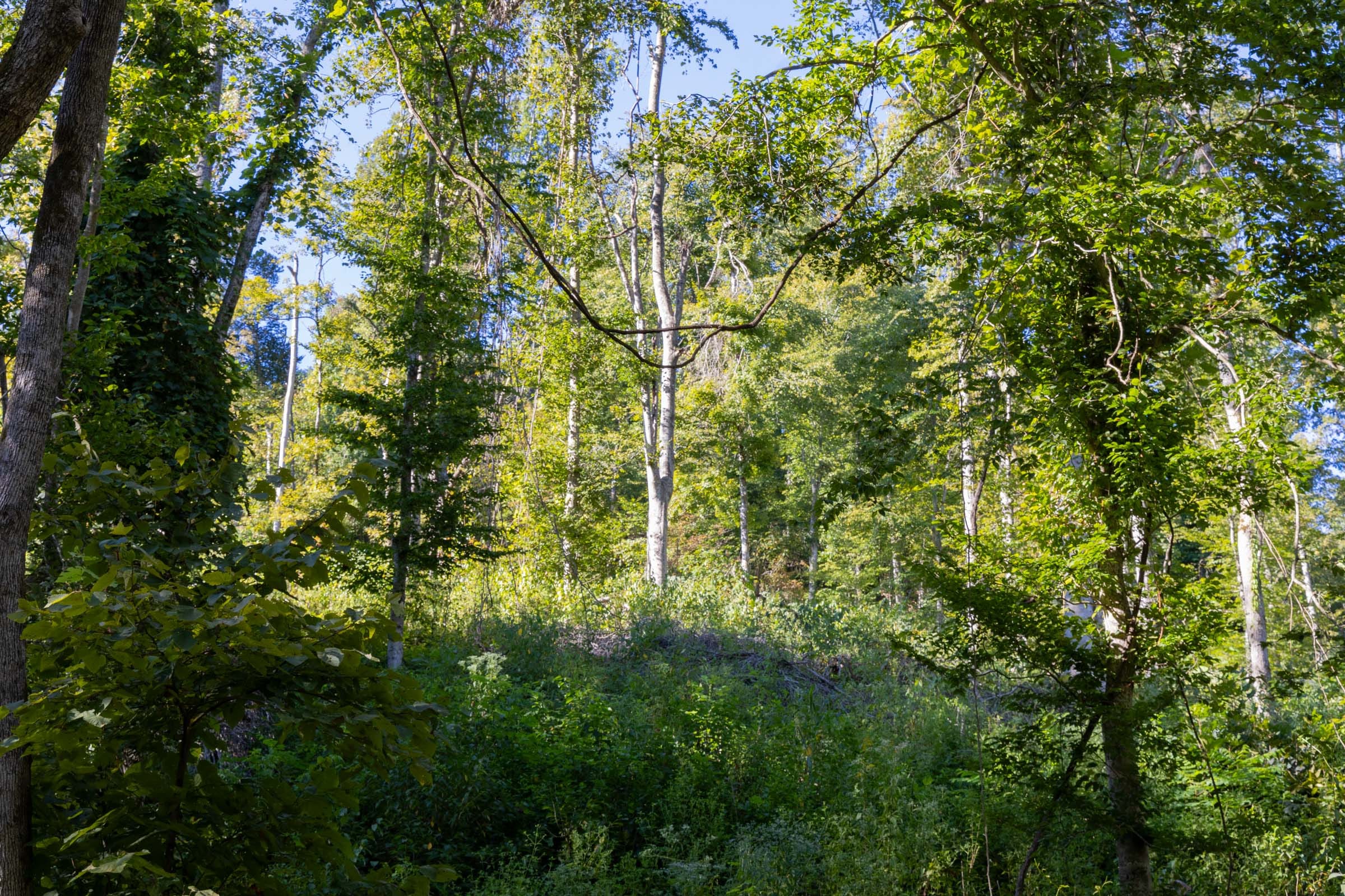Big White Oak Tract 9 photo 2
