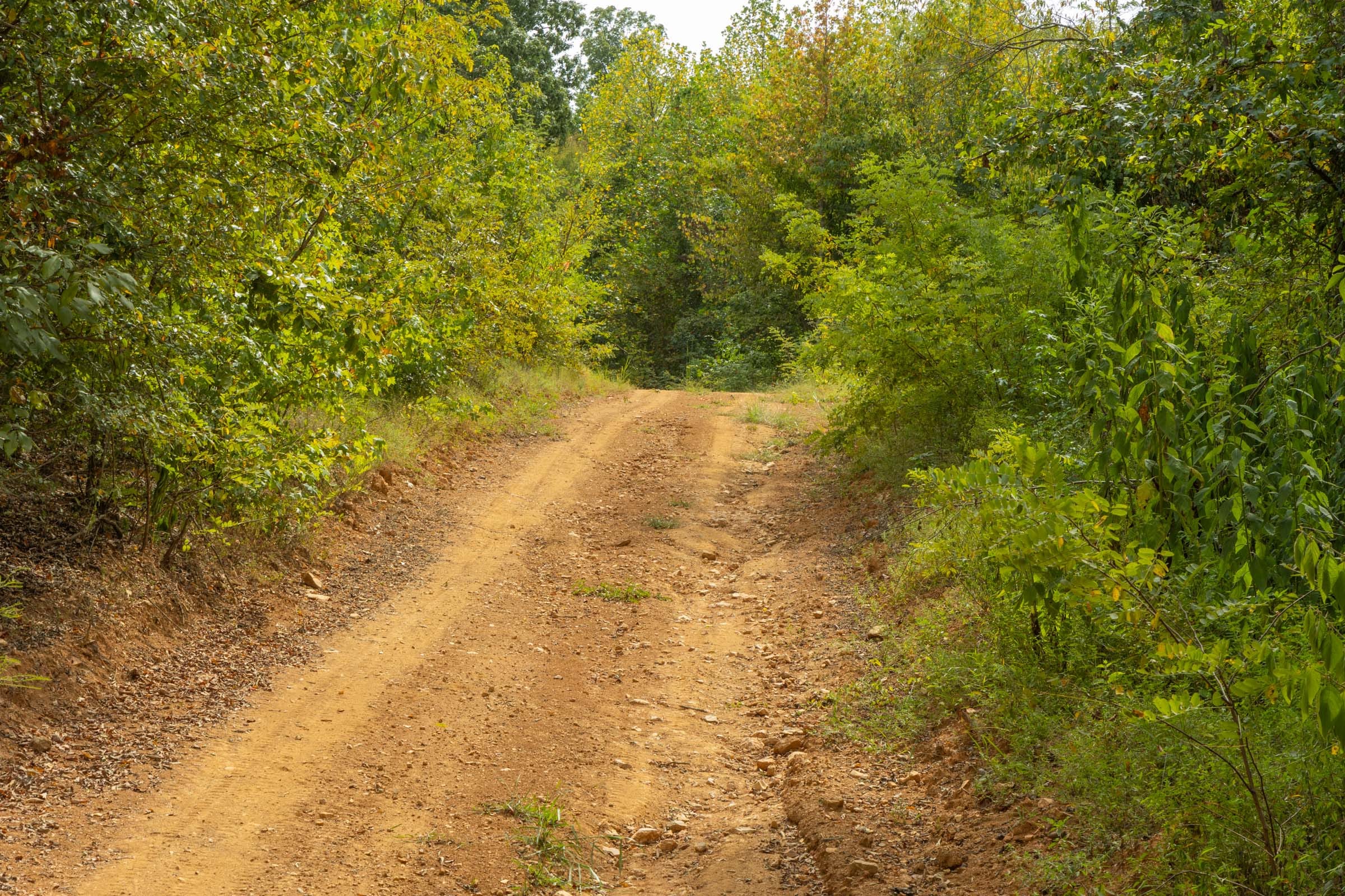 Big White Oak Tract 9 photo 7
