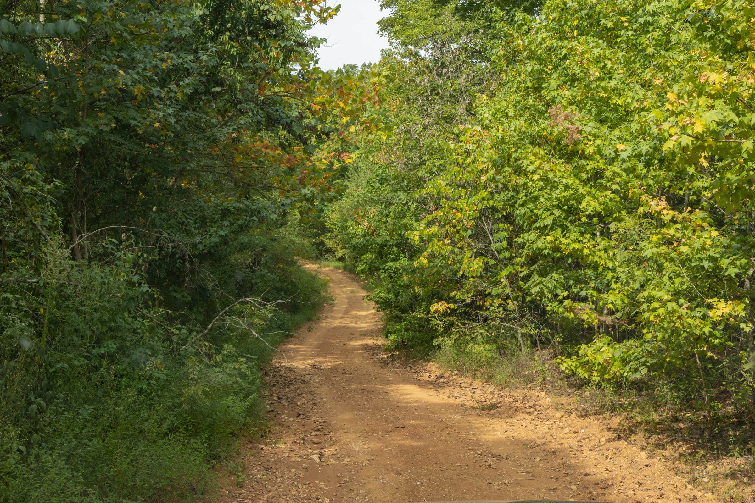 Big White Oak Tract 9 photo 3