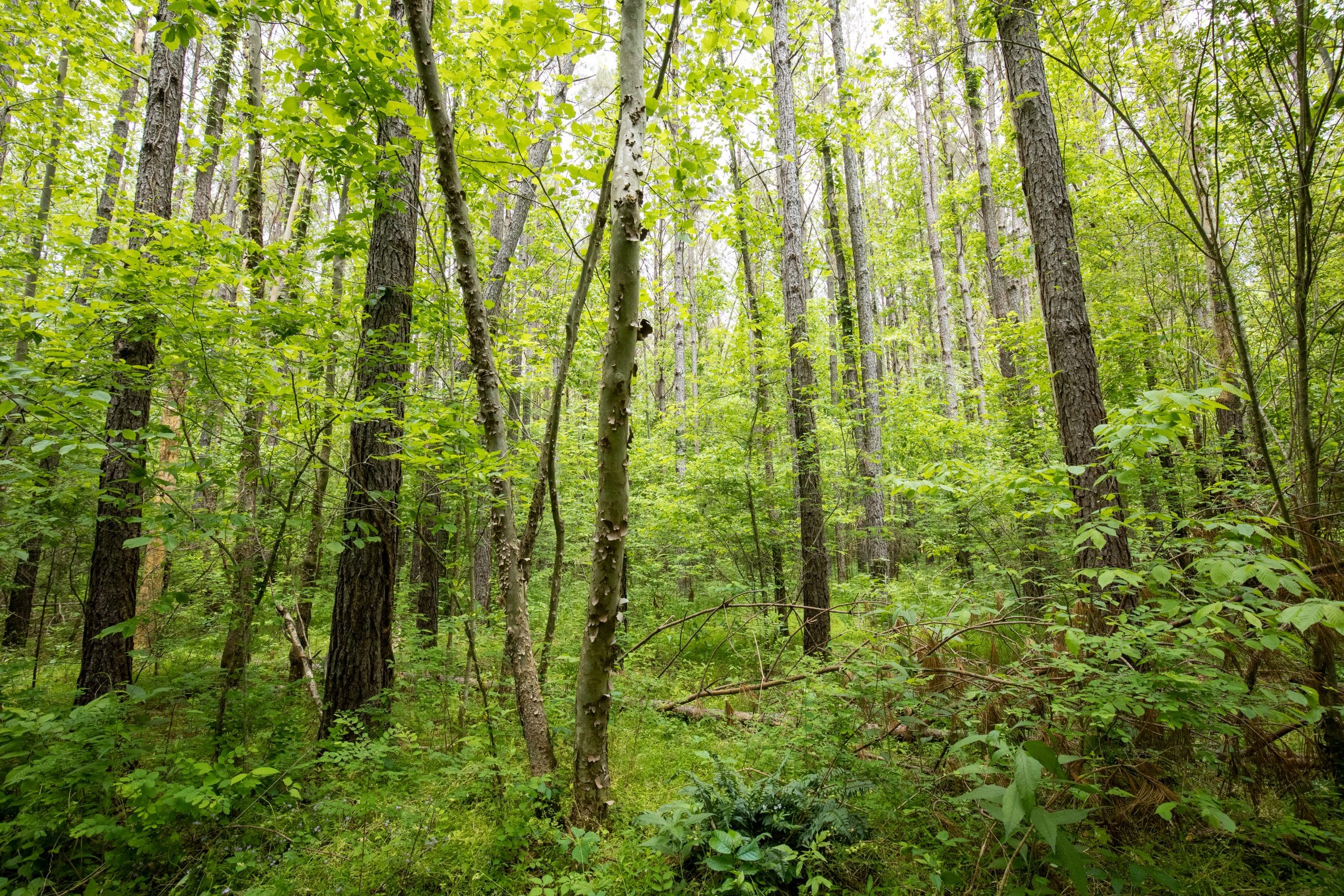 Whiskey Ridge Tract 78 photo 2