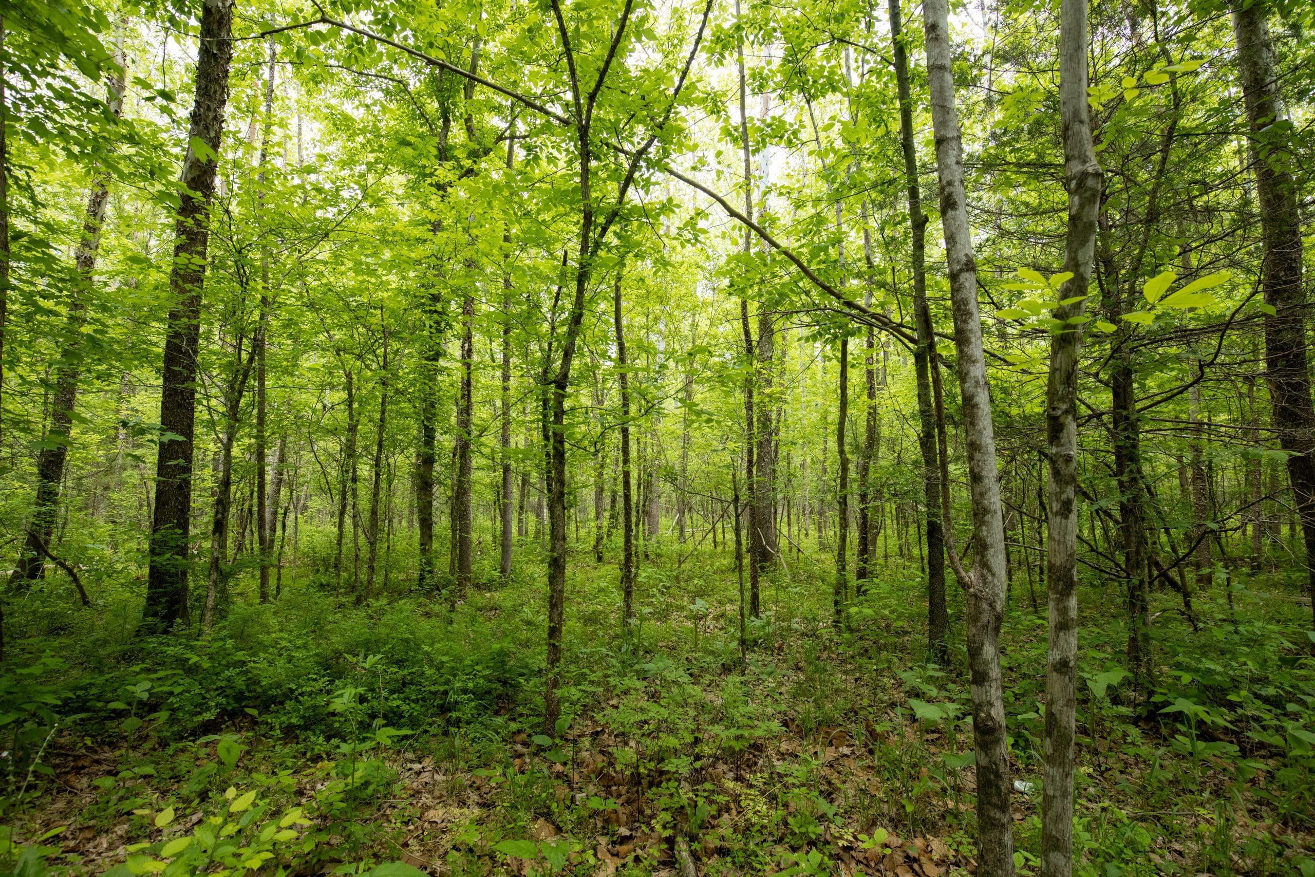 Whiskey Ridge Tract 78 photo 10