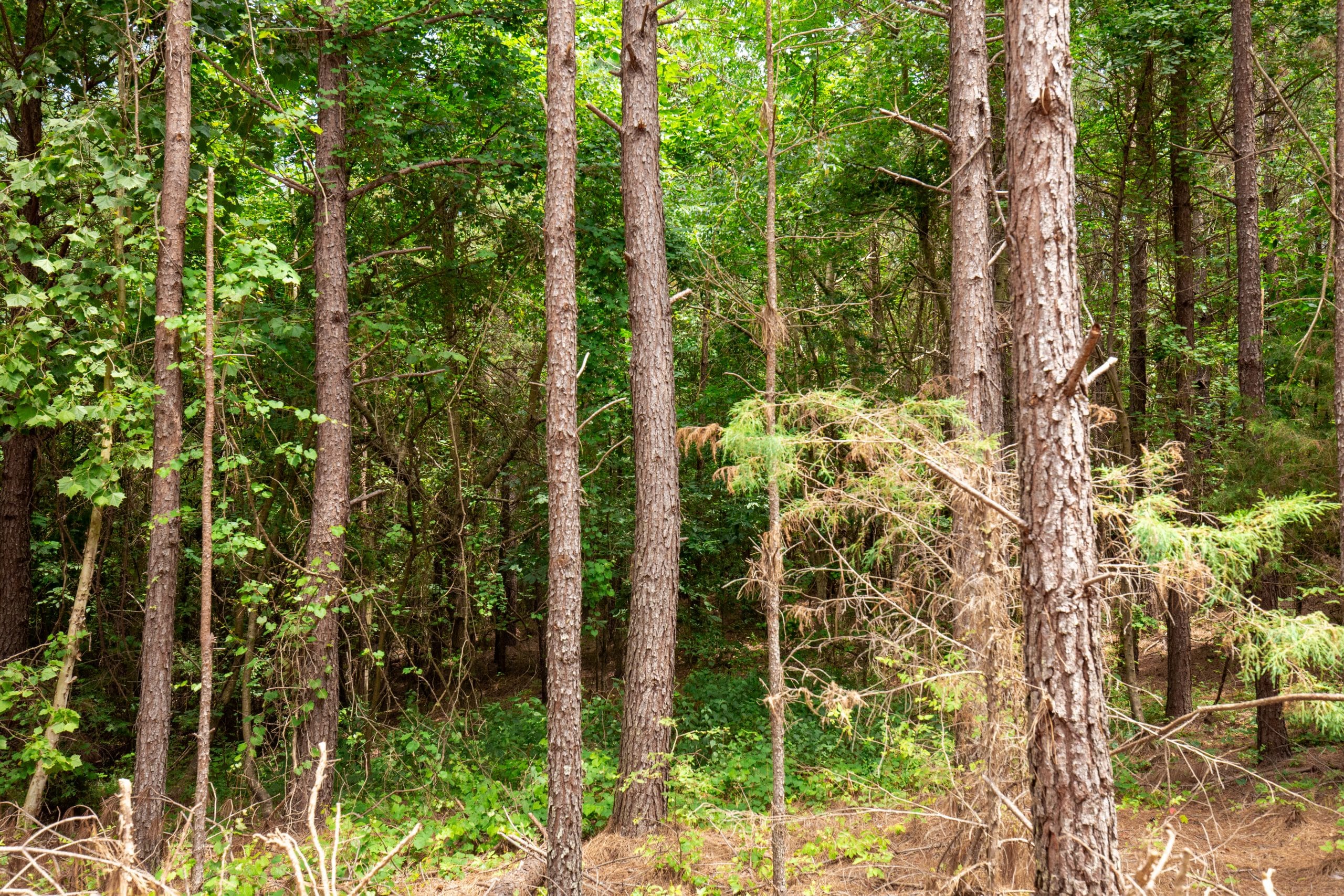 Whiskey Ridge Tract 78 photo 4