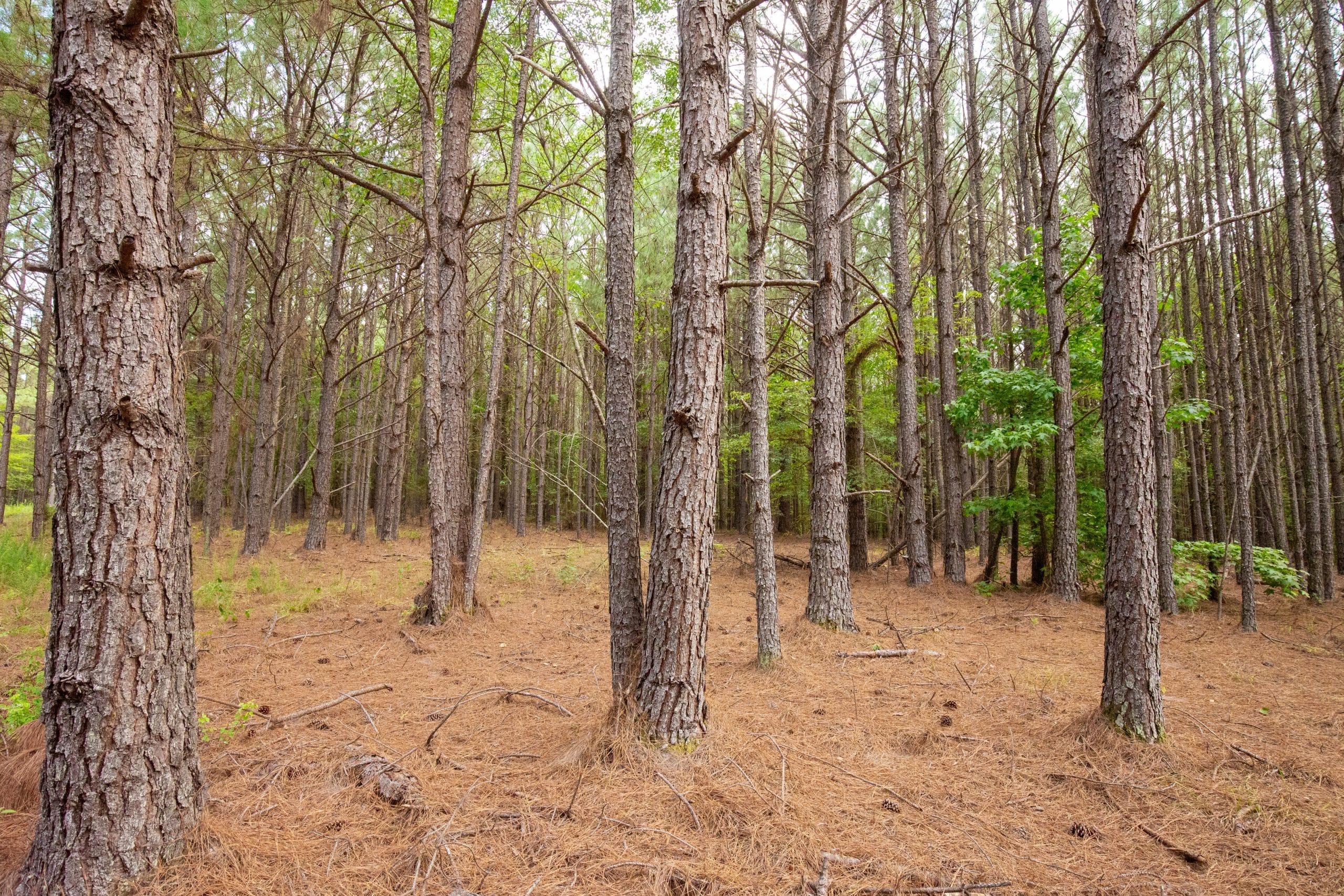 Whiskey Ridge Tract 78 photo 5