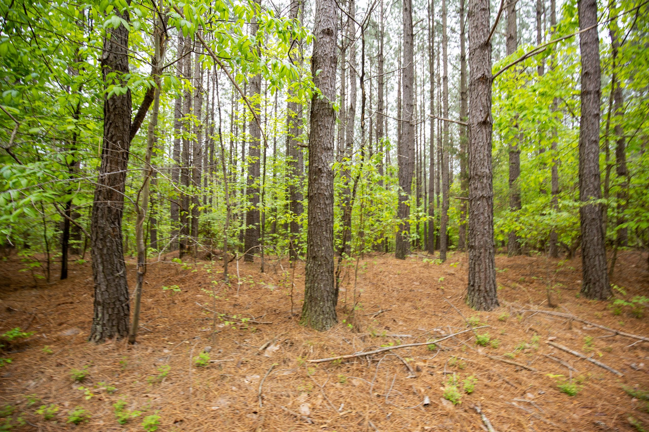 Whiskey Ridge Tract 78 photo 8