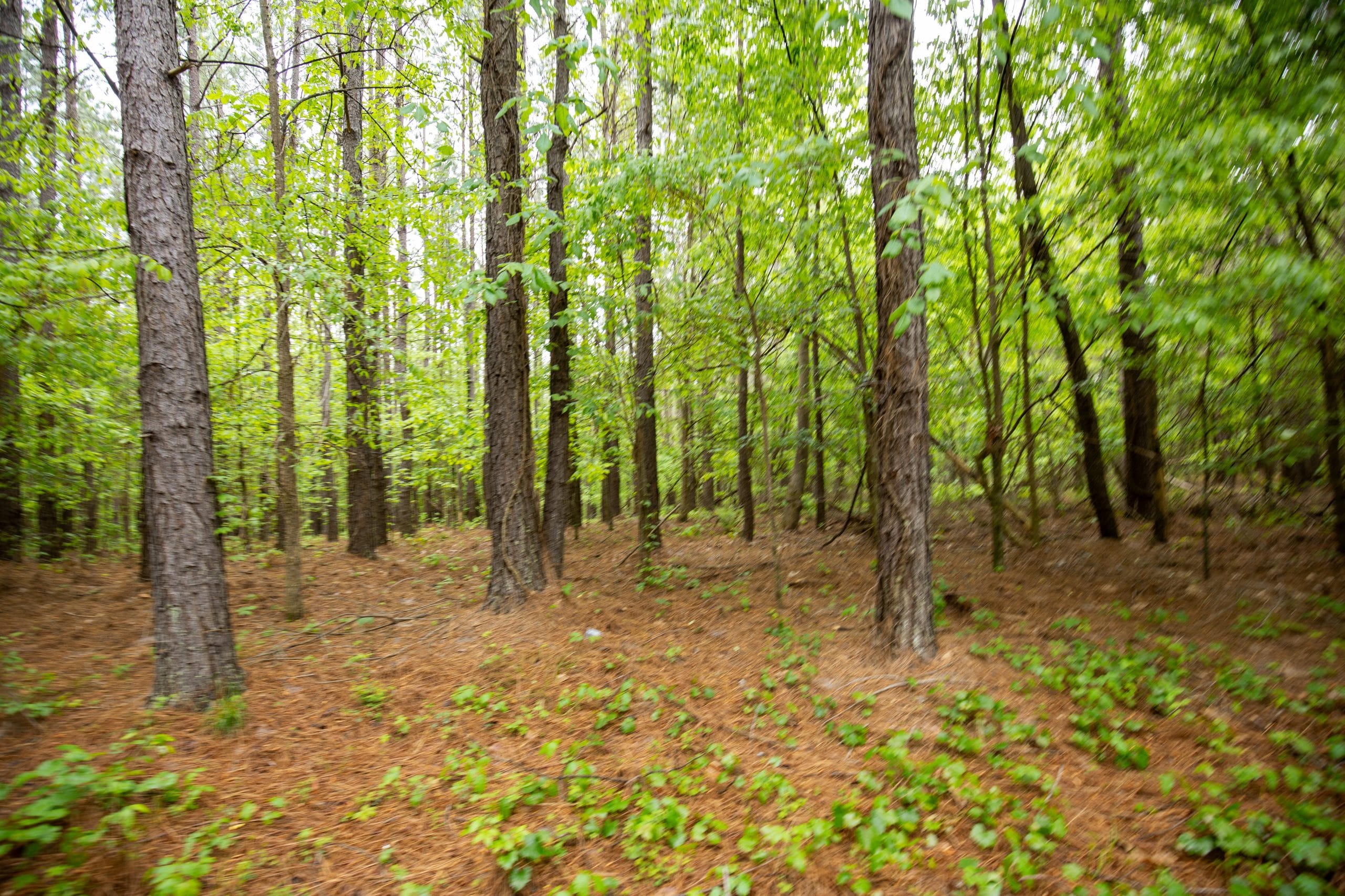 Whiskey Ridge Tract 78 photo 9