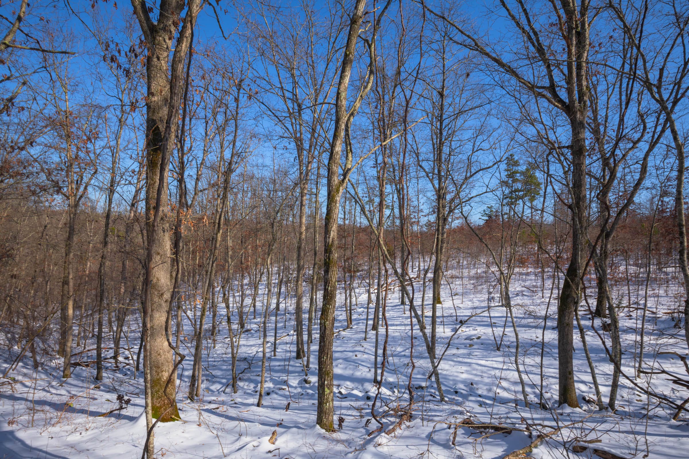 Sleepy Hollow Phase I Tract 53 photo 4