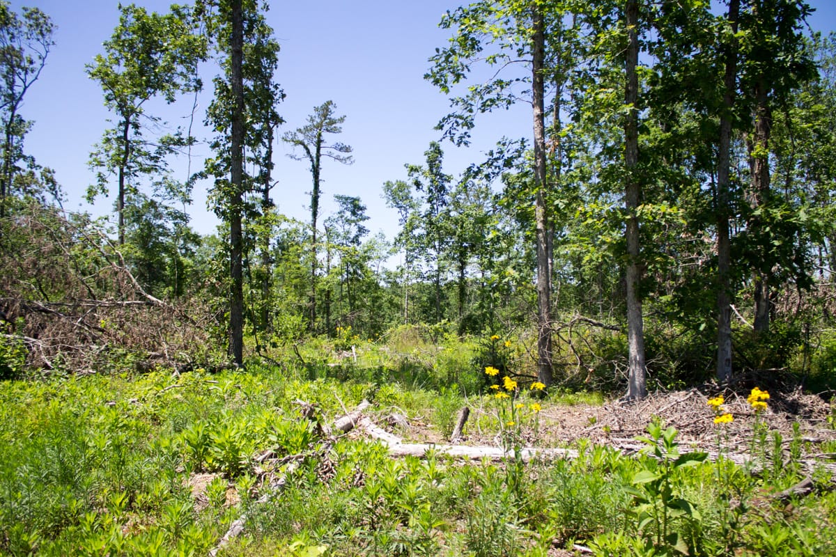 Timber Crossing Tract 16 photo 2