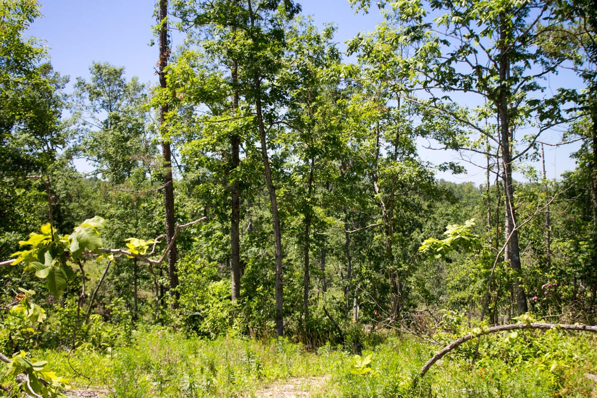 Timber Crossing Tract 16 photo 3