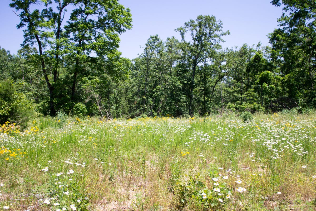 Timber Crossing Tract 16 photo 5