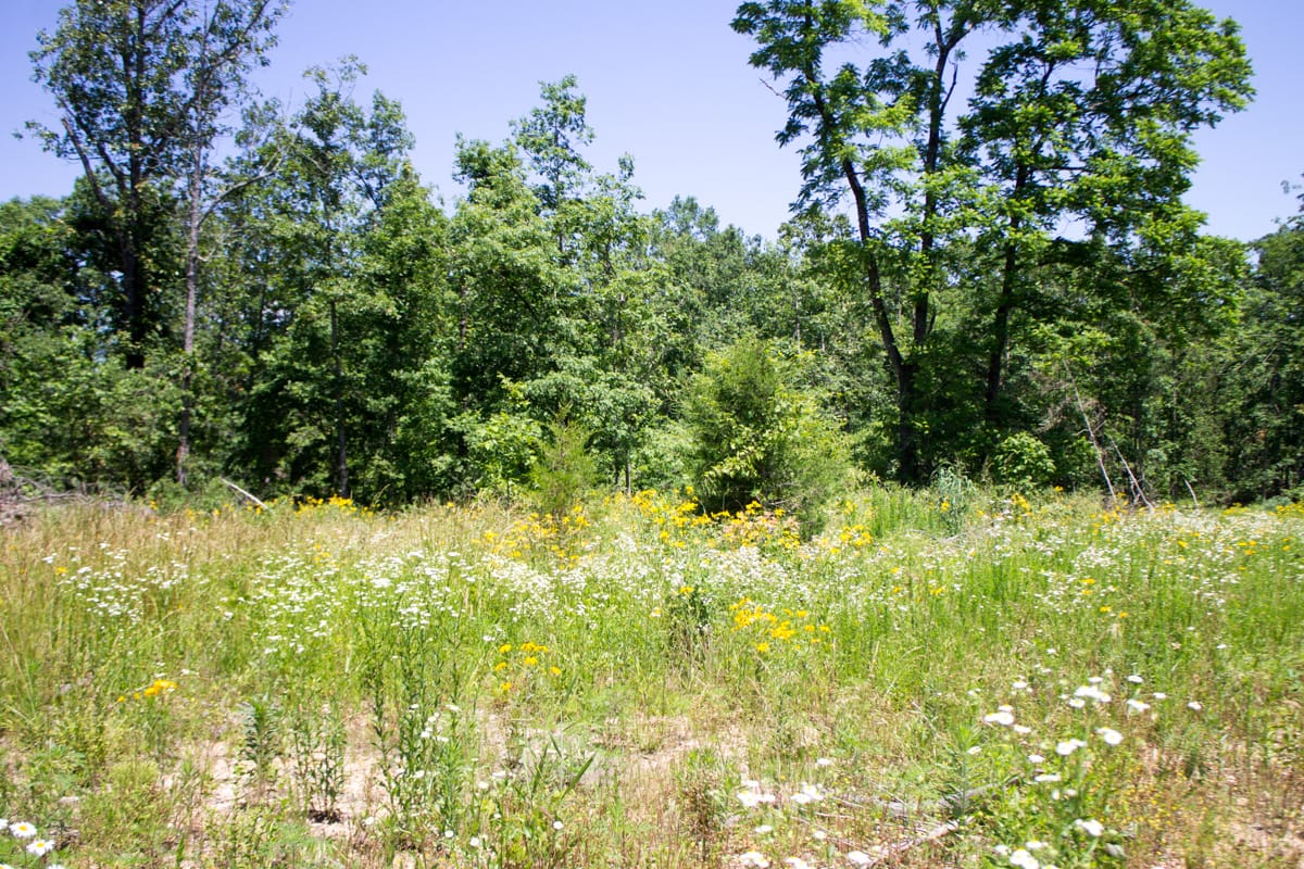 Timber Crossing Tract 16 photo 6