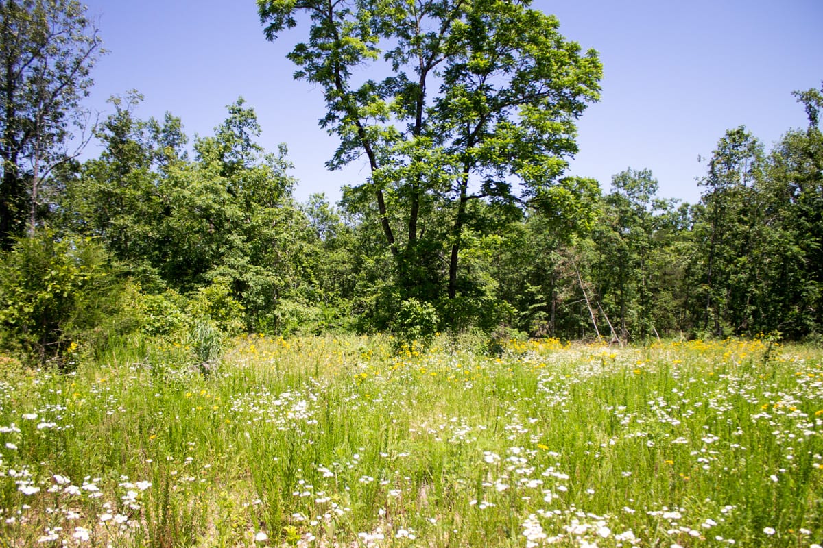 Timber Crossing Tract 16 photo 7