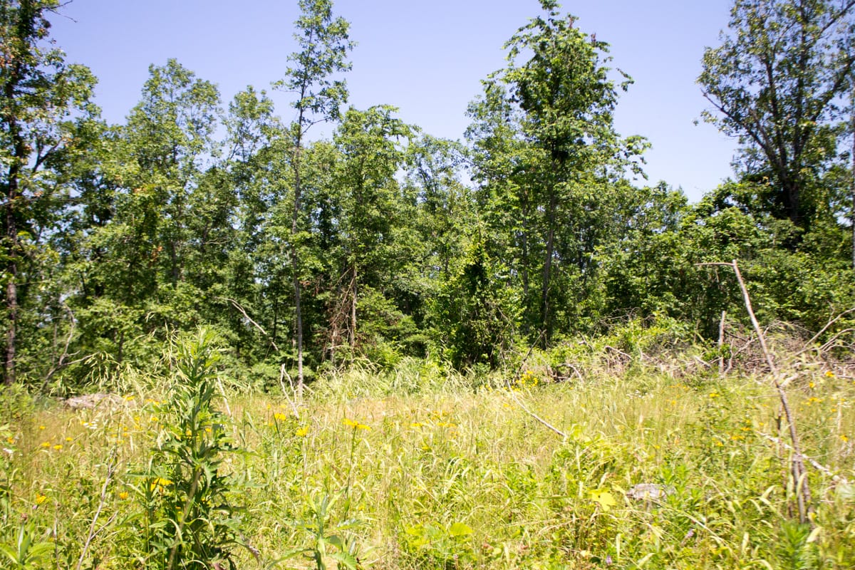 Timber Crossing Tract 16 photo 8