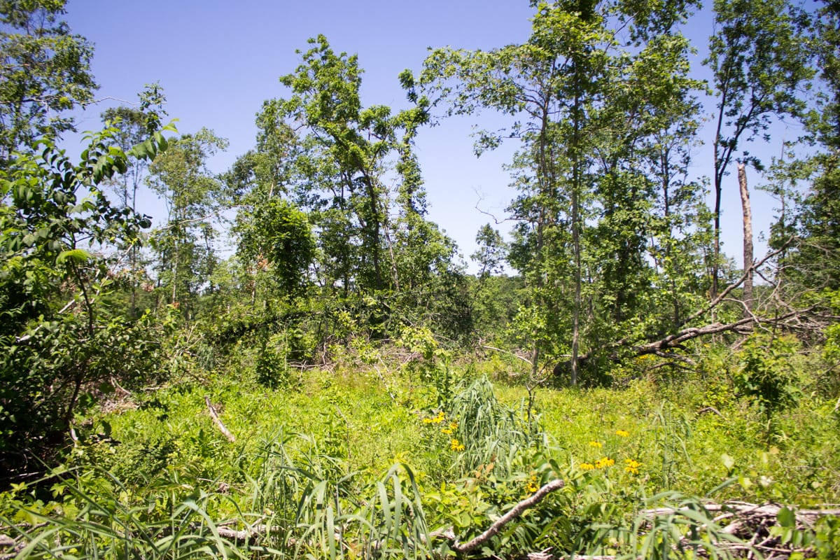 Timber Crossing Tract 16 photo 9