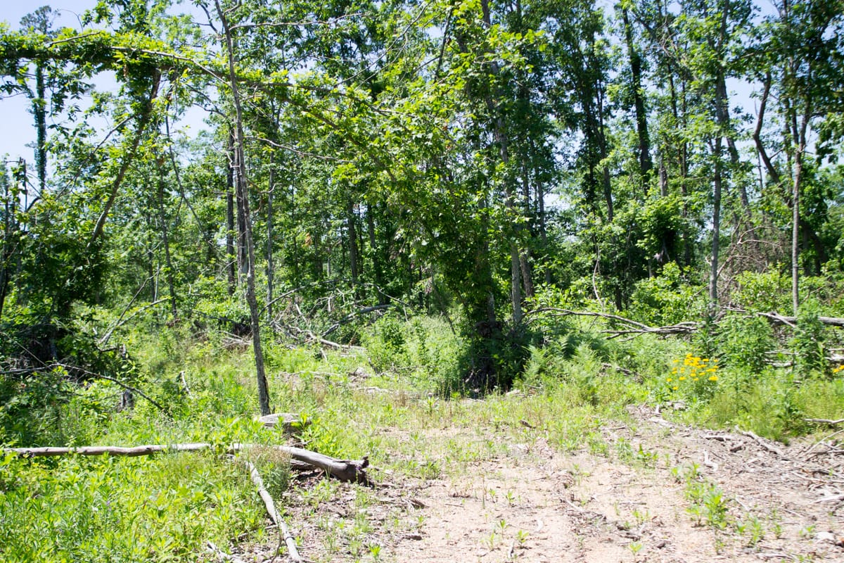 Timber Crossing Tract 16 photo 11