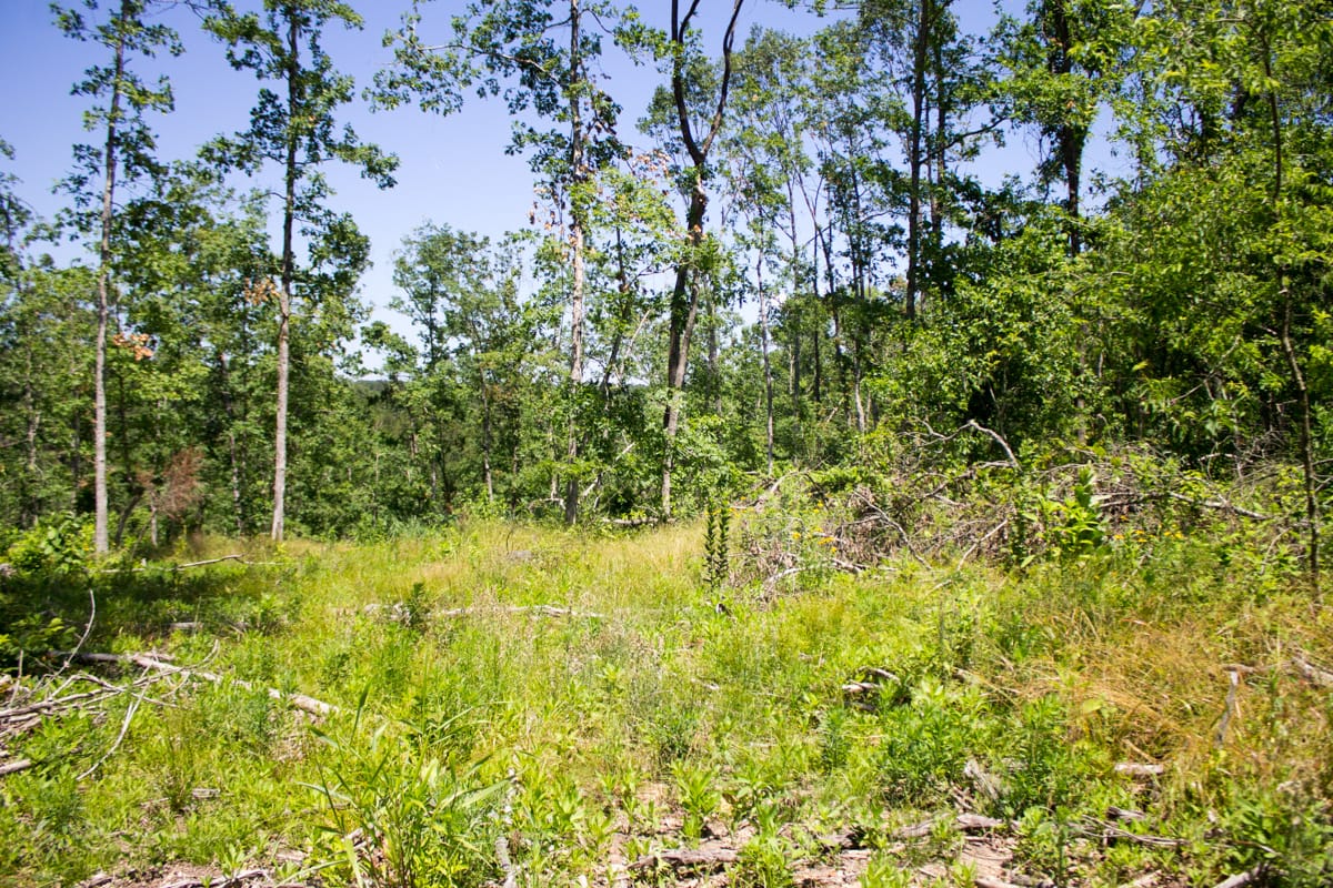 Timber Crossing Tract 16 photo 12