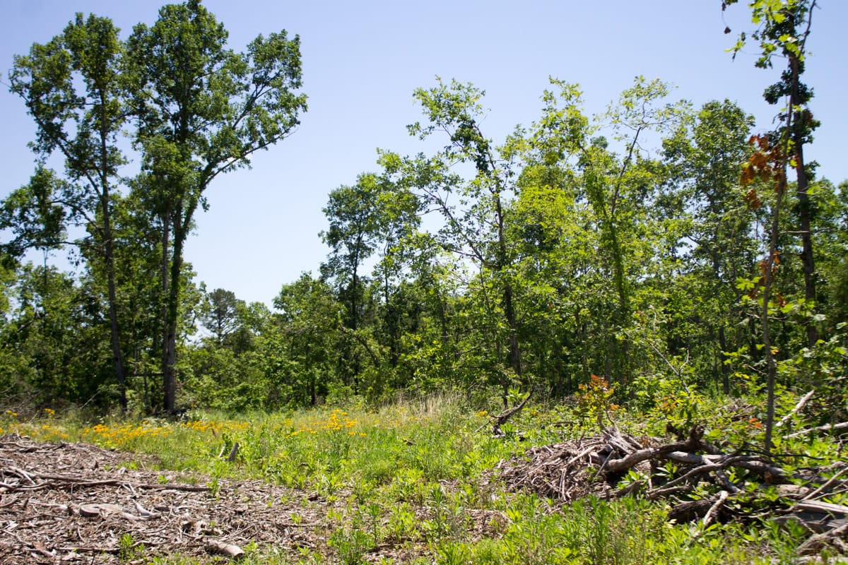 Timber Crossing Tract 16 photo 13