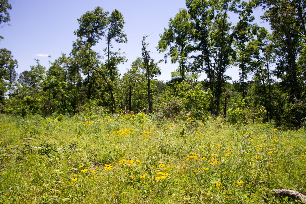 Timber Crossing Tract 16 photo 14