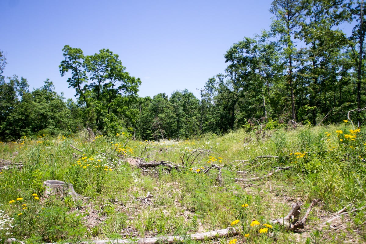 Timber Crossing Tract 16 photo 15