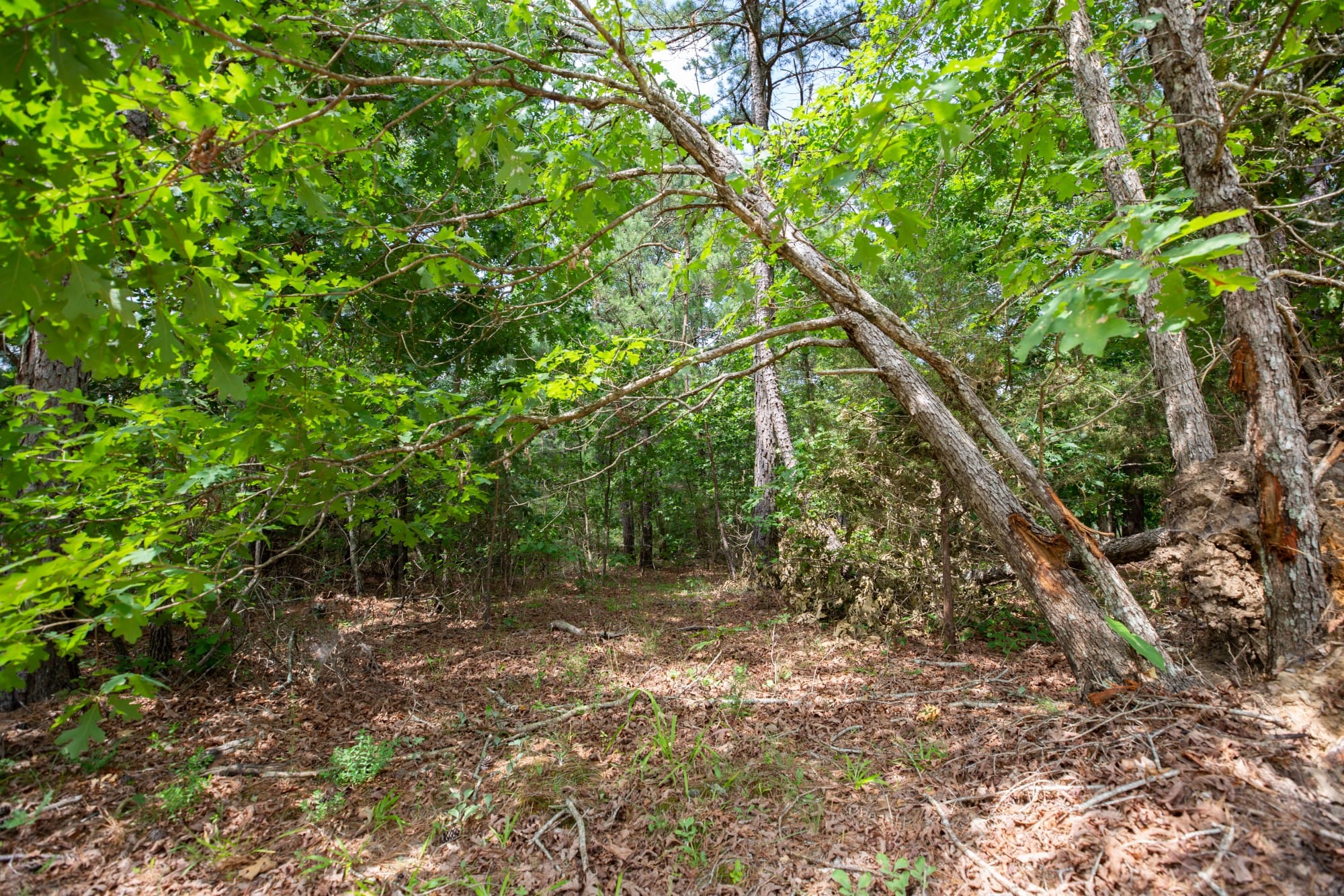 Eagle’s Nest Tract 31 photo 3