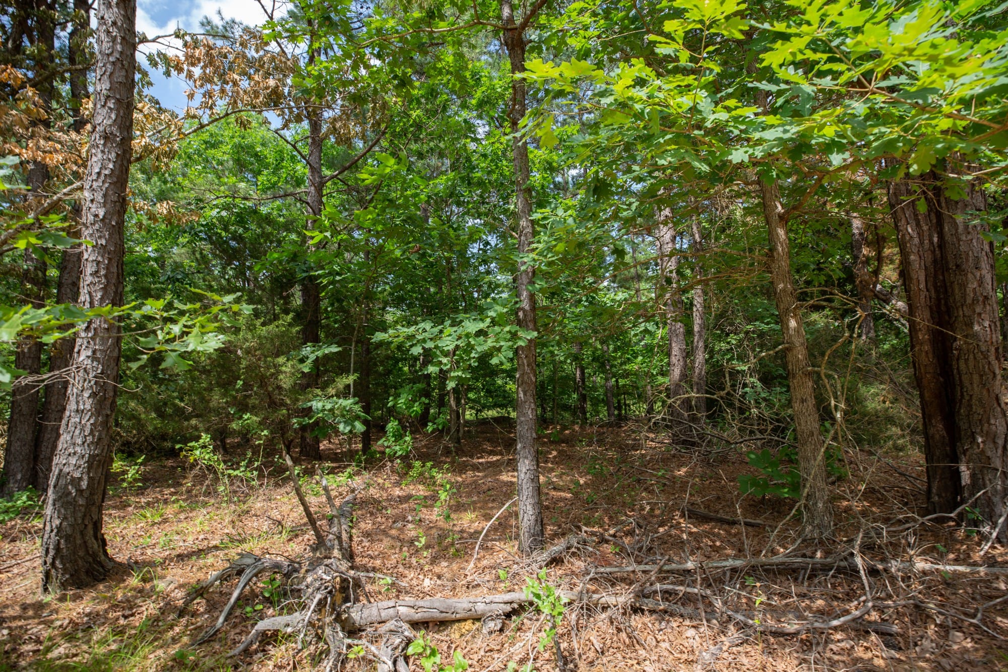 Eagle’s Nest Tract 31 photo 4