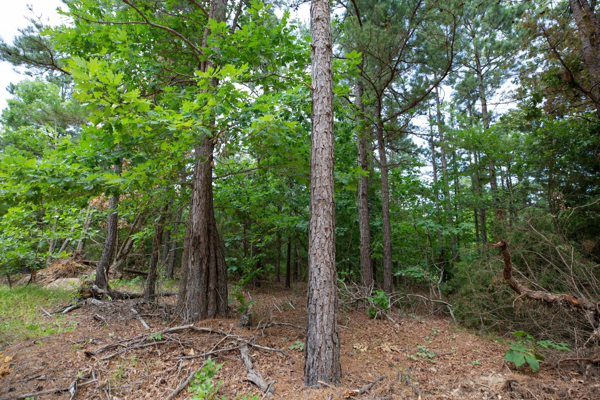 Eagle’s Nest Tract 31 photo 6