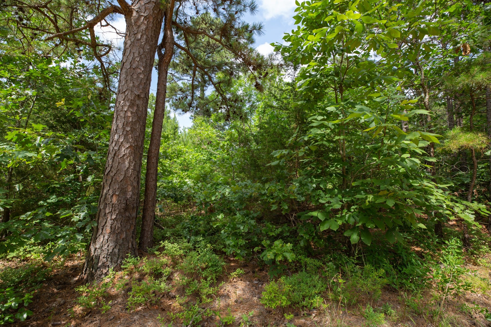 Eagle’s Nest Tract 31 photo 7