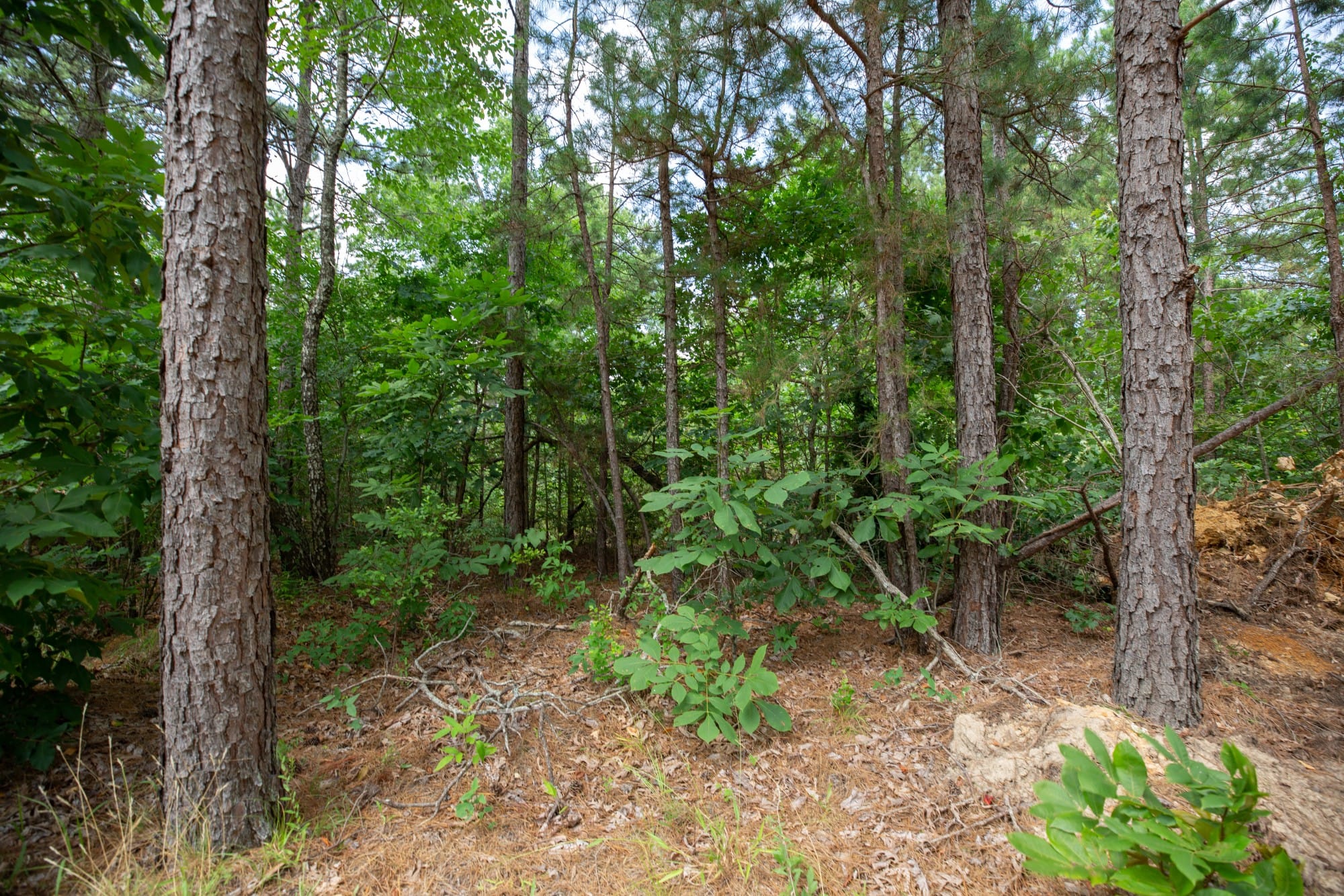 Eagle’s Nest Tract 31 photo 10