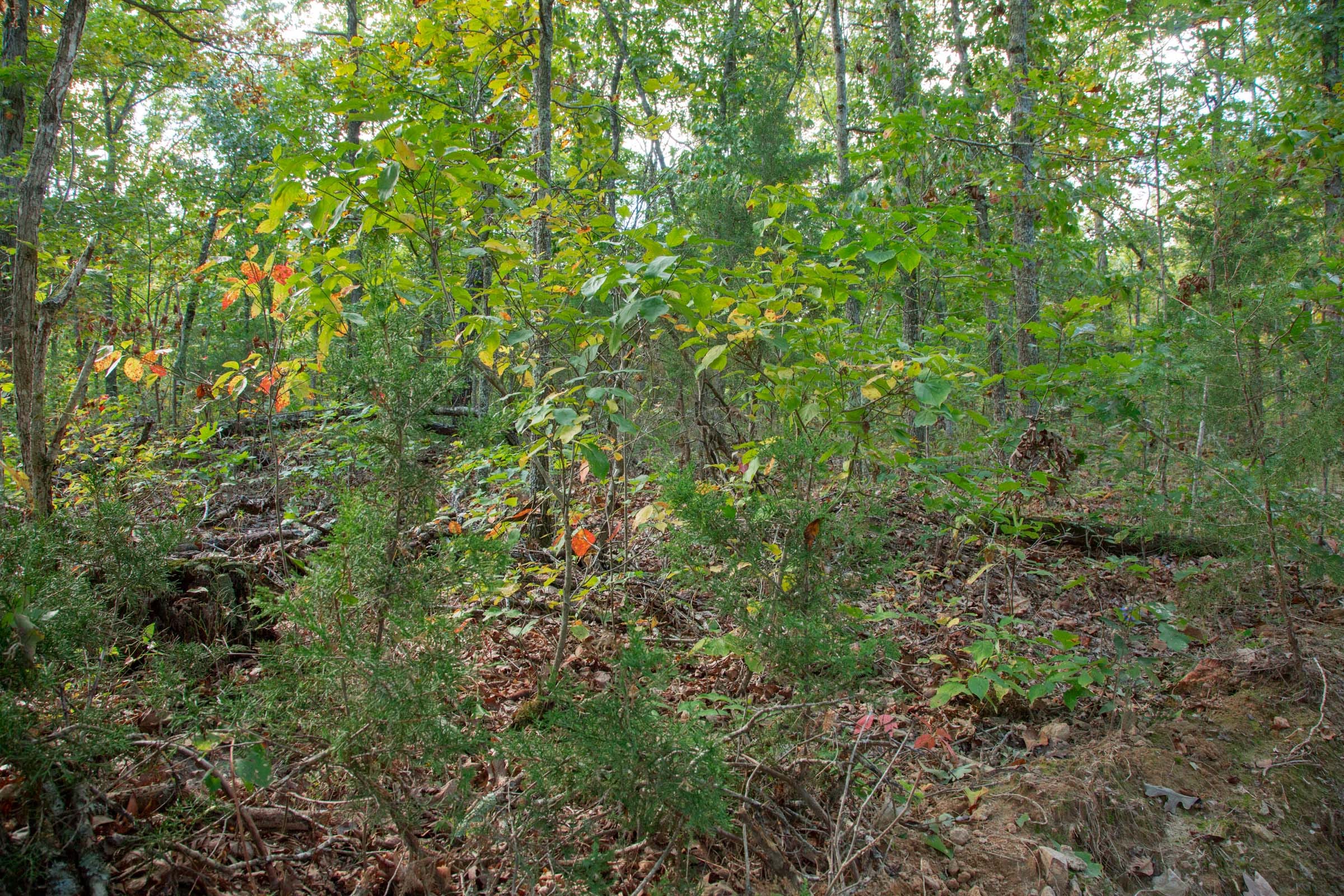 Wagon Wheel Ranch Tract 36 photo 4