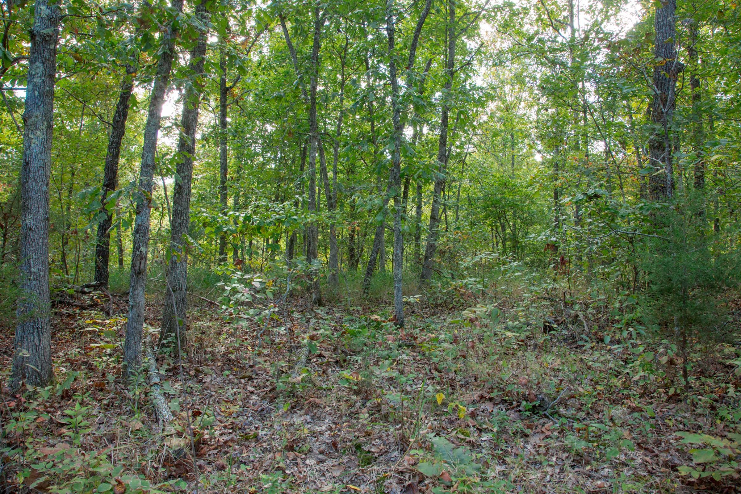 Wagon Wheel Ranch Tract 36 photo 5