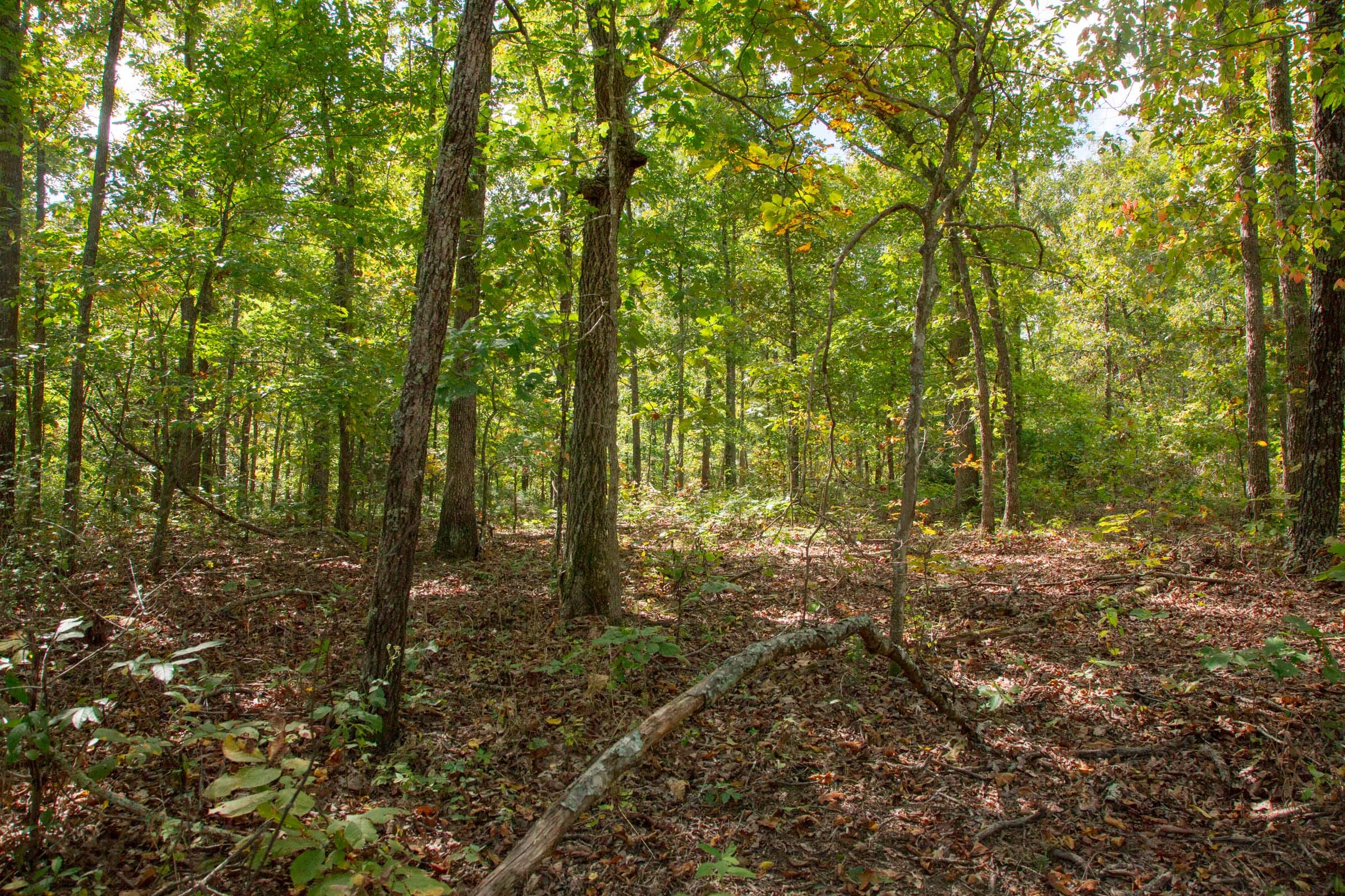 Wagon Wheel Ranch Tract 36 photo 6
