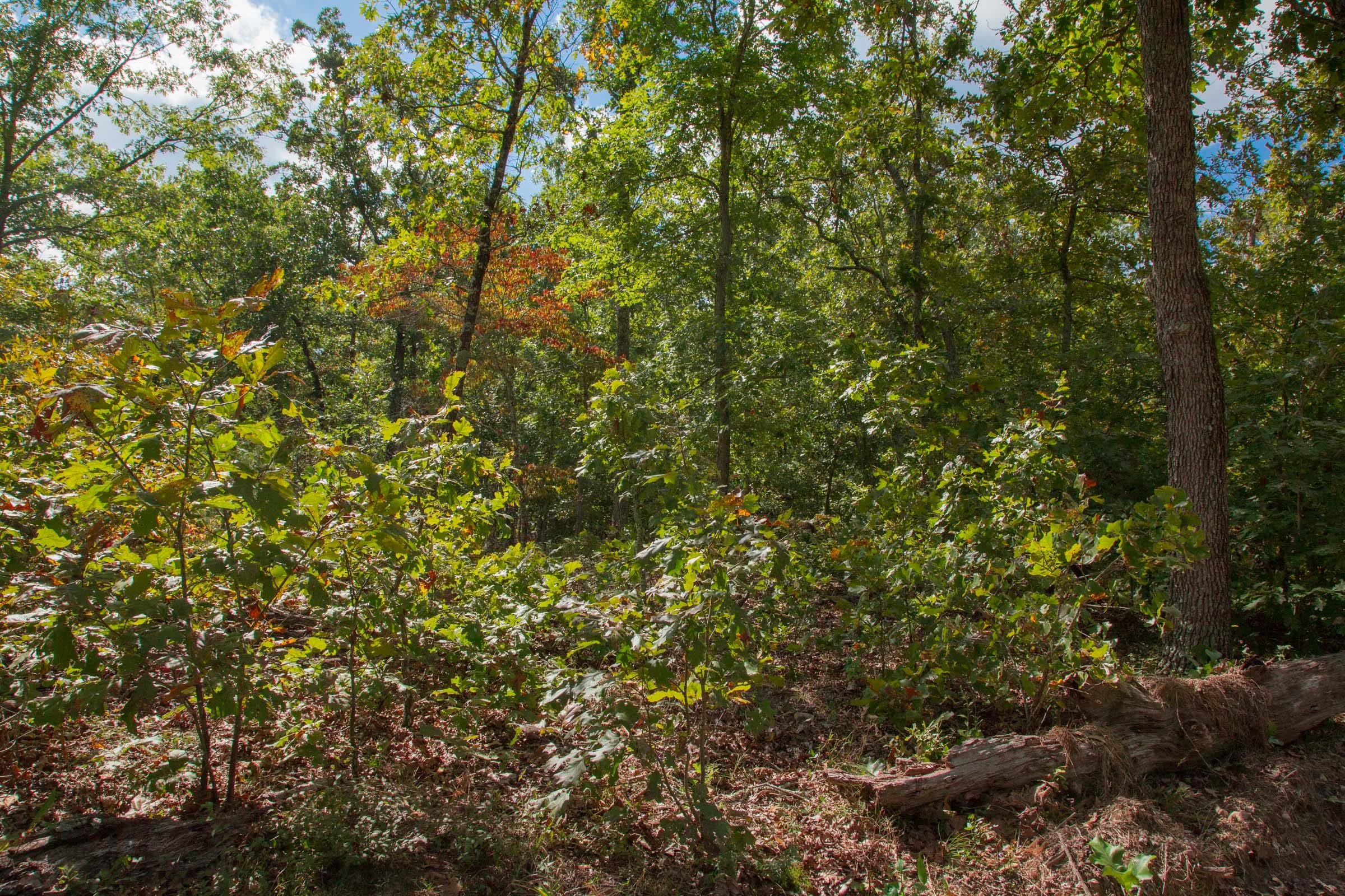 Wagon Wheel Ranch Tract 36 photo 26