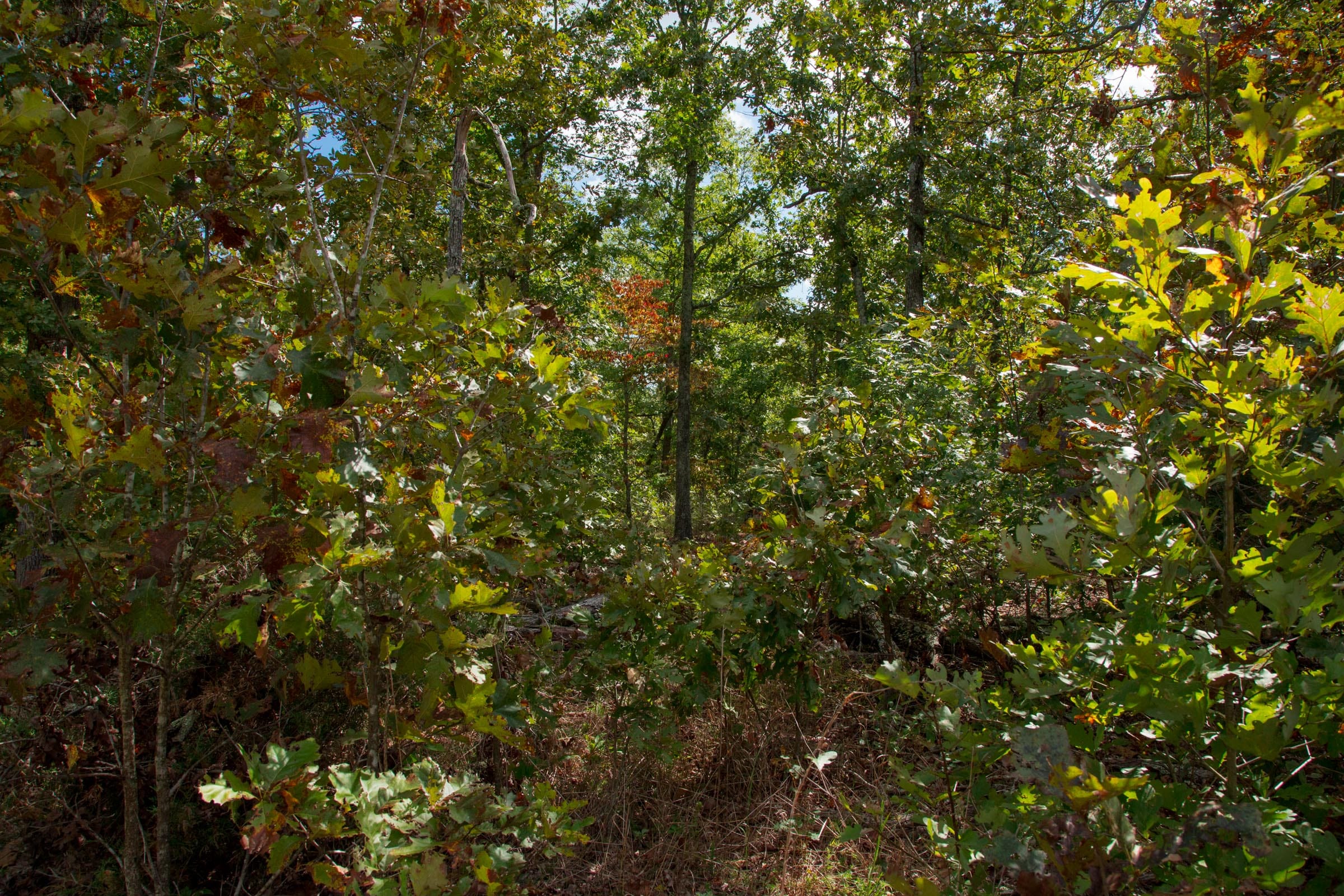 Wagon Wheel Ranch Tract 36 photo 27