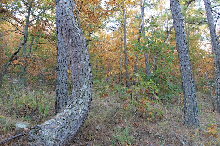 Indian Ridge – Phase III Tract 98 photo 6