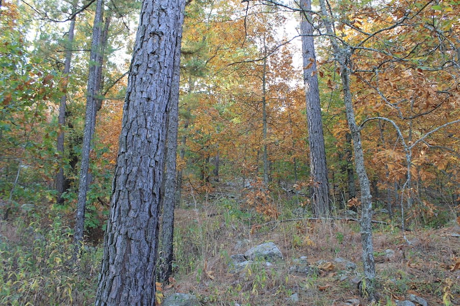 Indian Ridge – Phase III Tract 98 photo 8