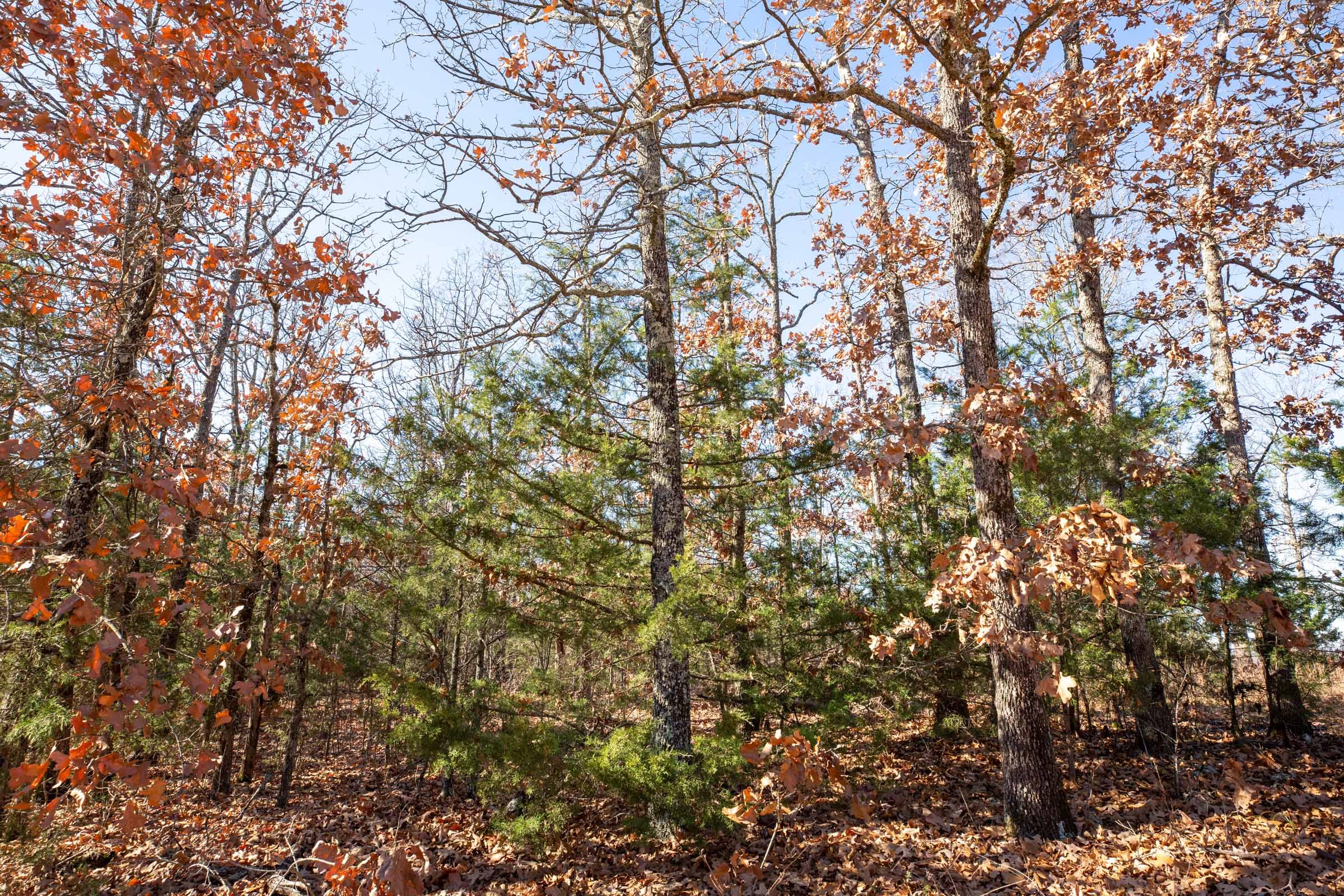 Dutchman Hollow Tract 2 photo 4