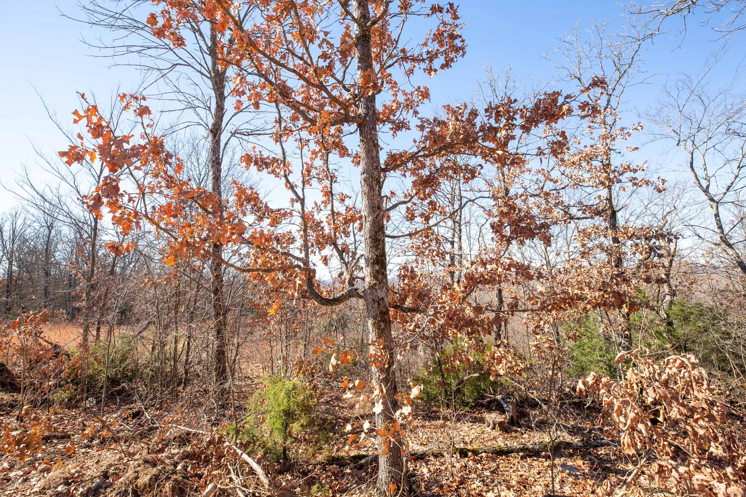Dutchman Hollow Tract 2 photo 6