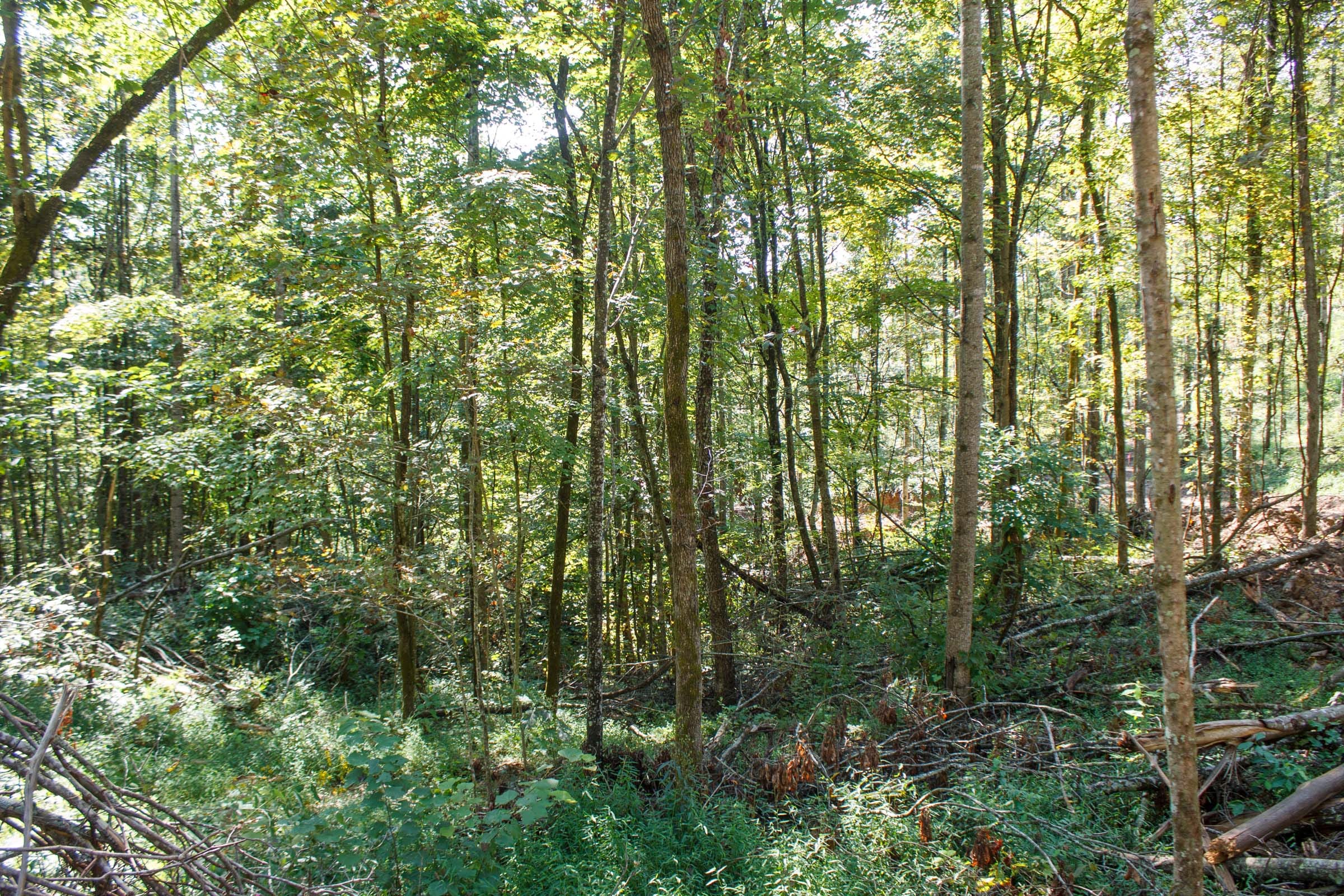 Wounded Oak Tract 13 photo 2