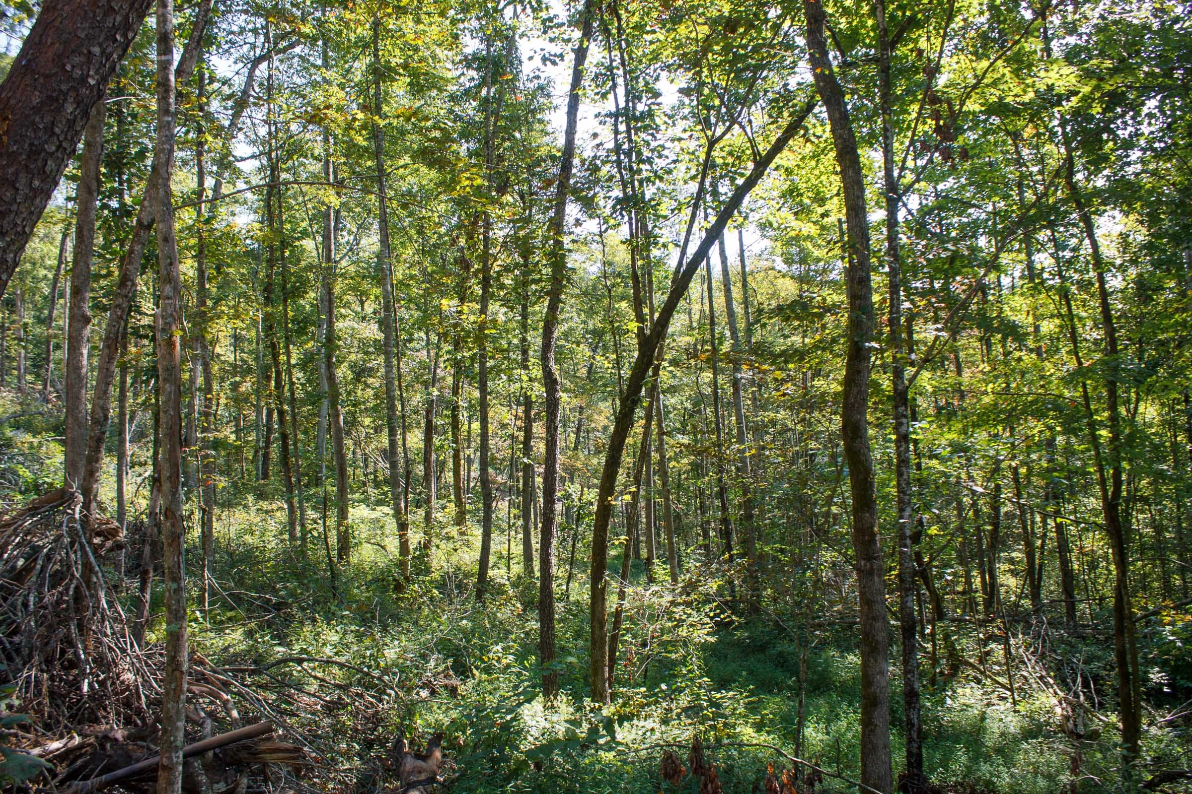 Wounded Oak Tract 13 photo 3