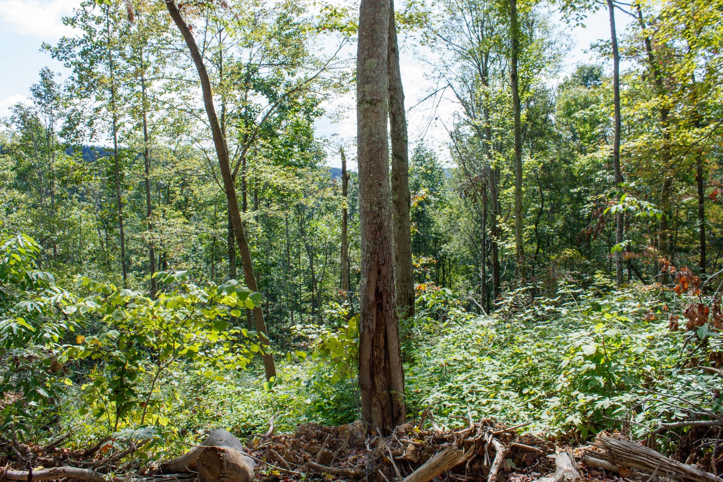 Wounded Oak Tract 13 photo 5