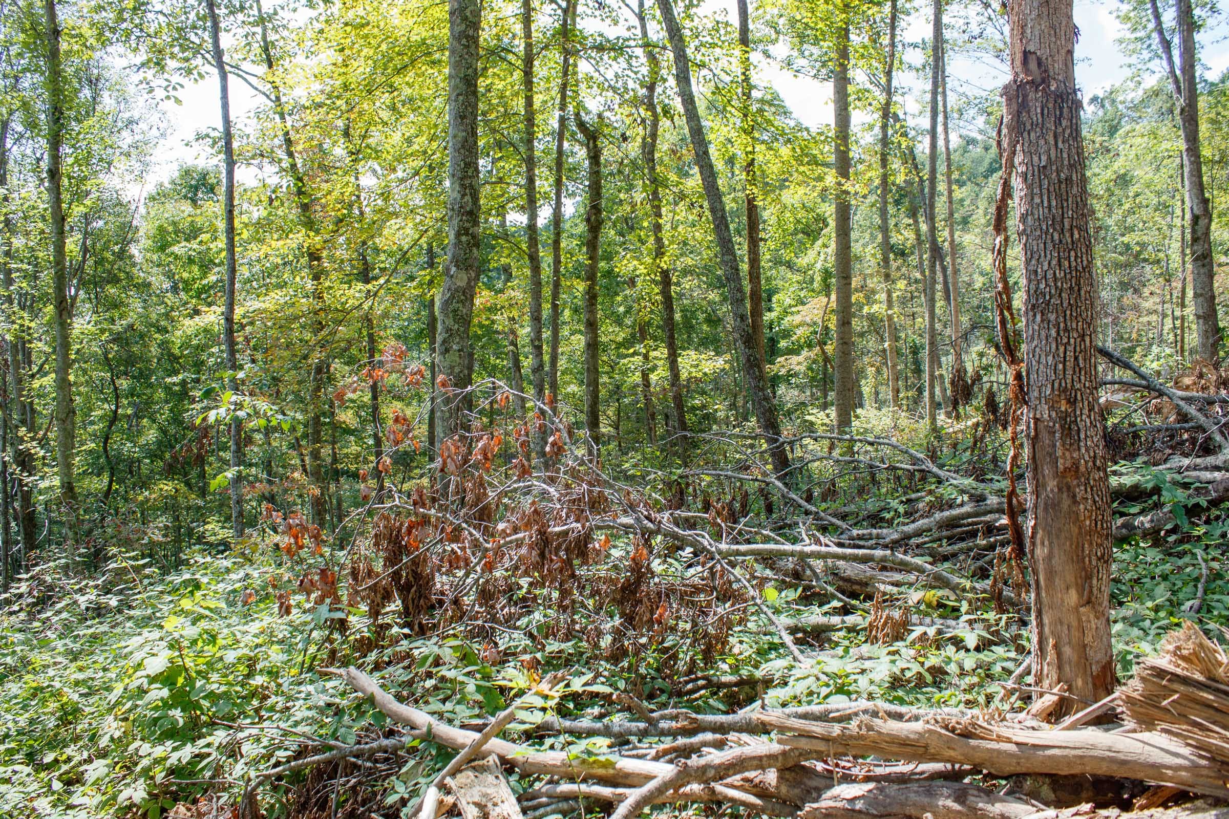 Wounded Oak Tract 13 photo 6