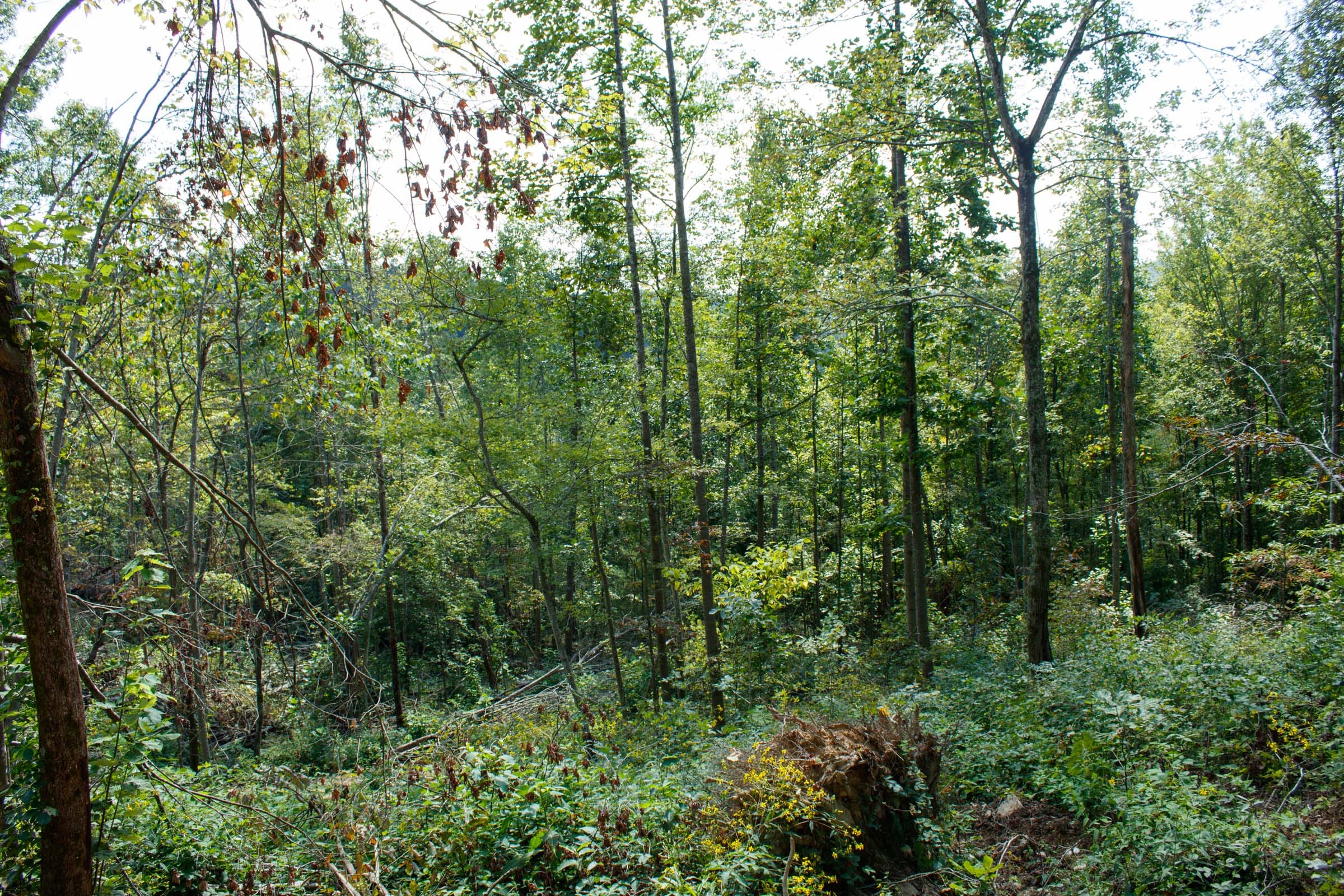 Wounded Oak Tract 13 photo 7