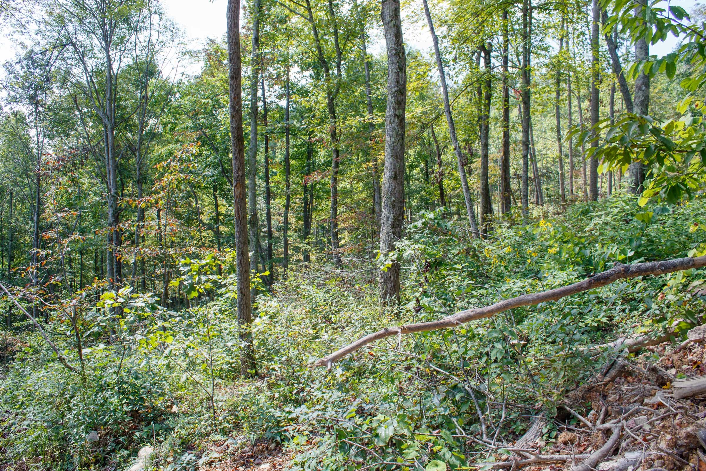 Wounded Oak Tract 13 photo 8