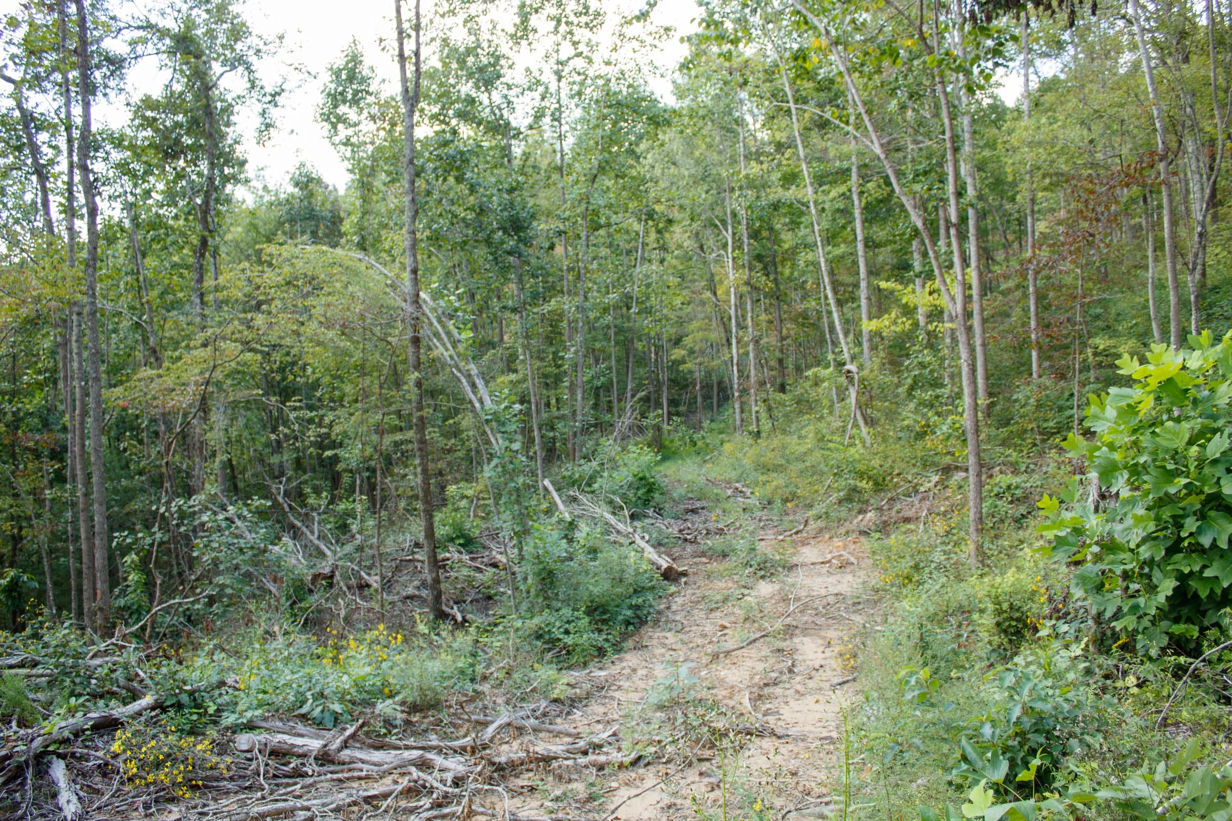 Wounded Oak Tract 13 photo 10