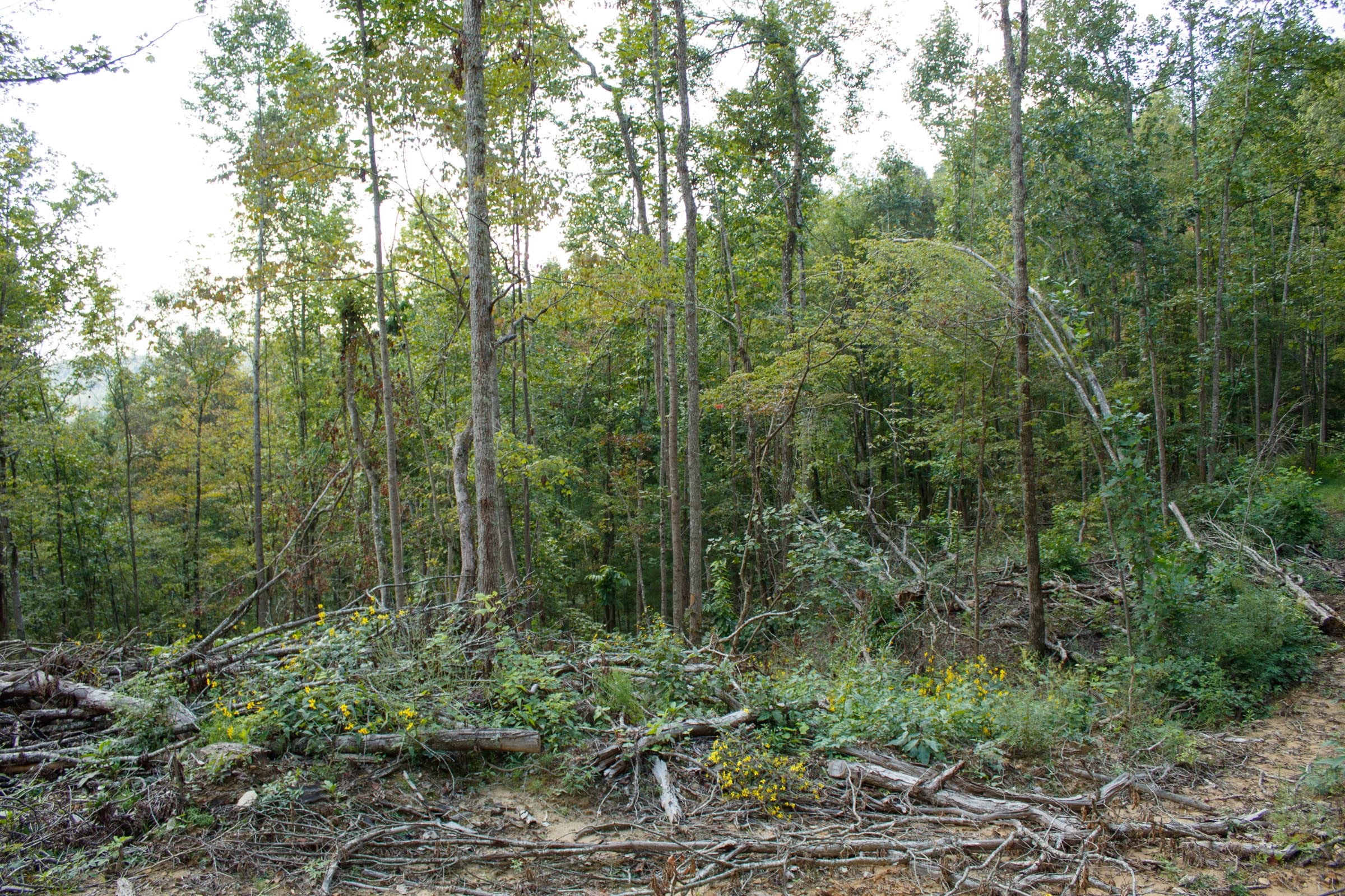 Wounded Oak Tract 13 photo 11