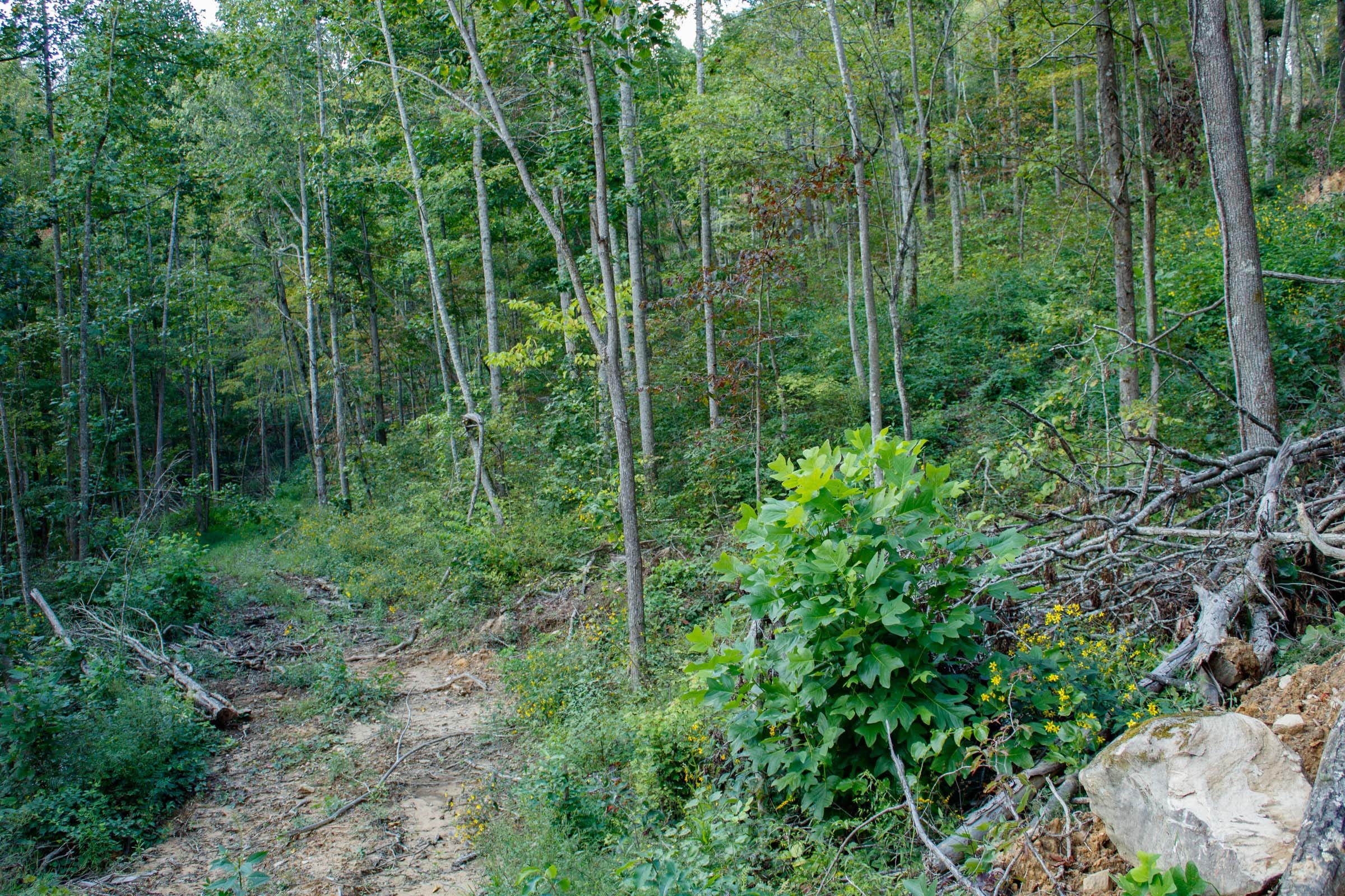 Wounded Oak Tract 13 photo 13