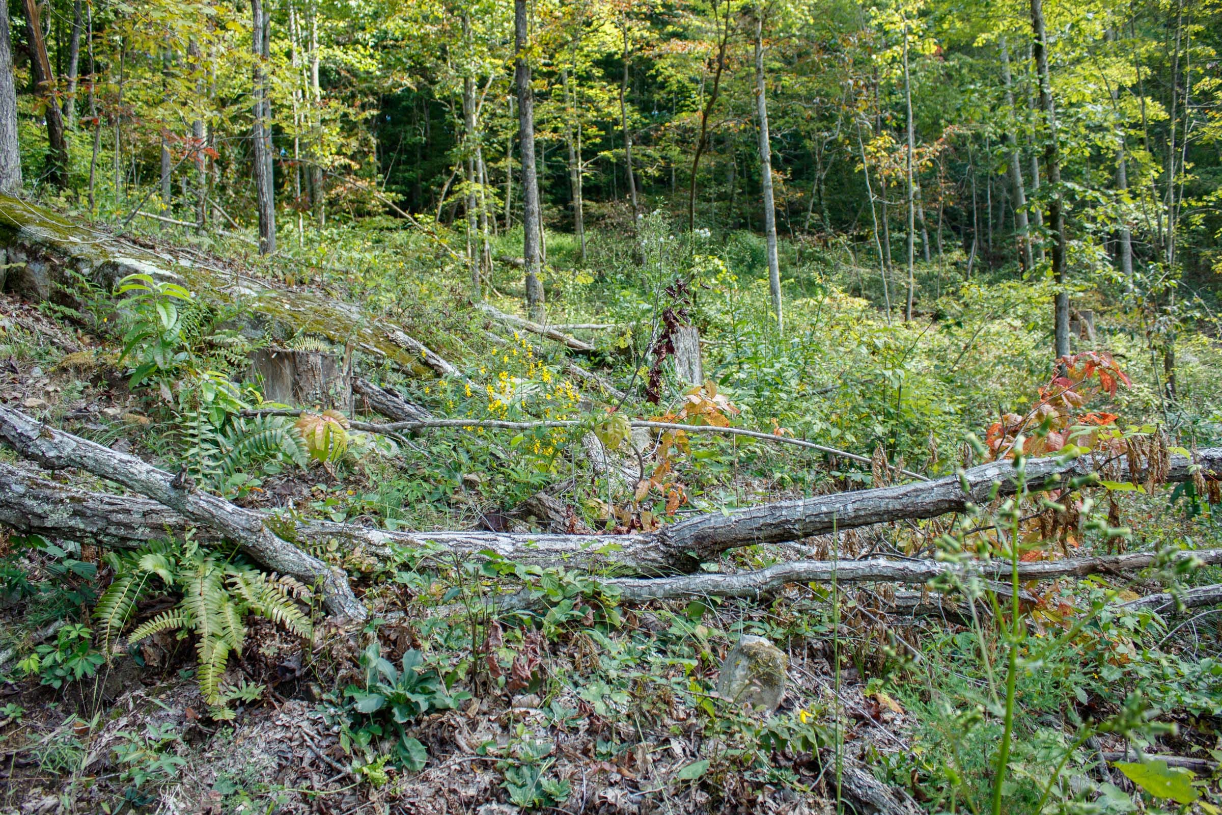 Wounded Oak Tract 13 photo 15