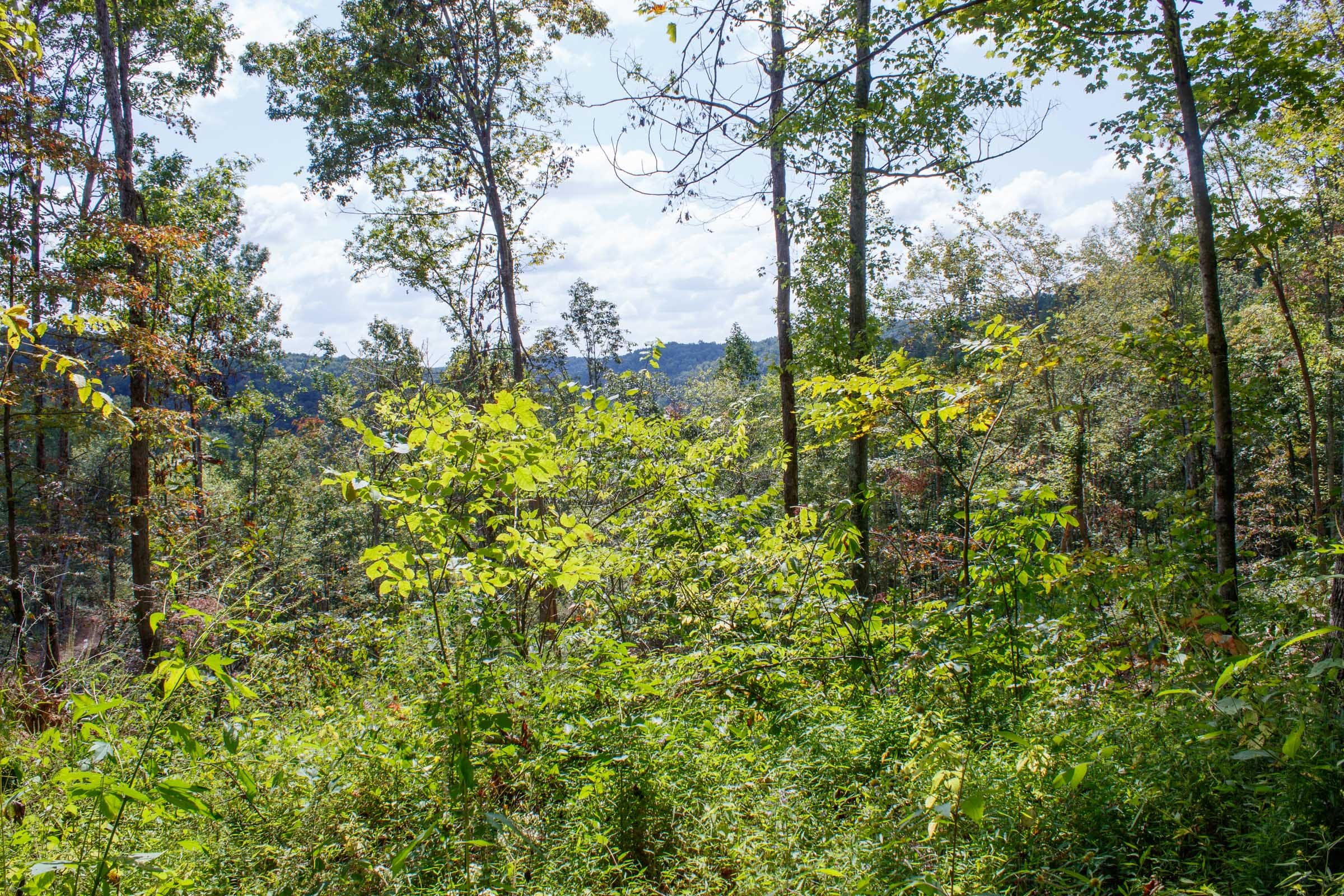 Wounded Oak Tract 13 photo 16