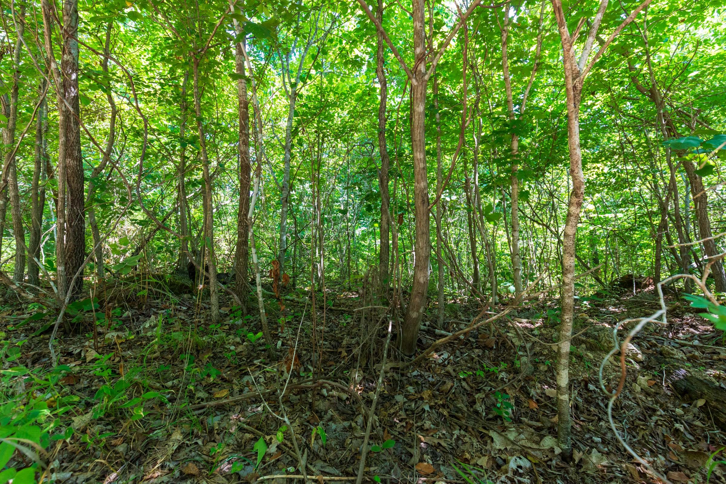 Cypress Ridge Tract 31 photo 2