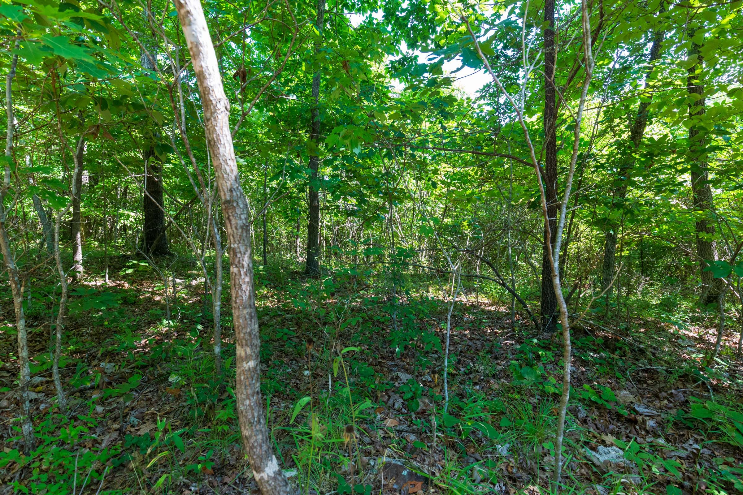 Cypress Ridge Tract 31 photo 3