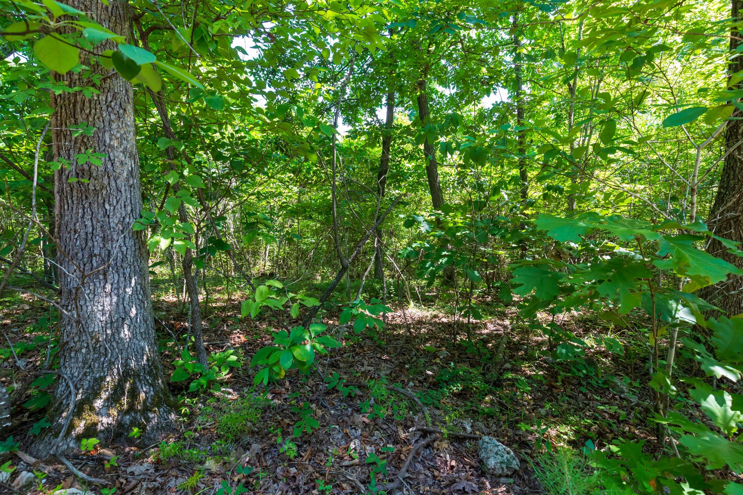 Cypress Ridge Tract 31 photo 5